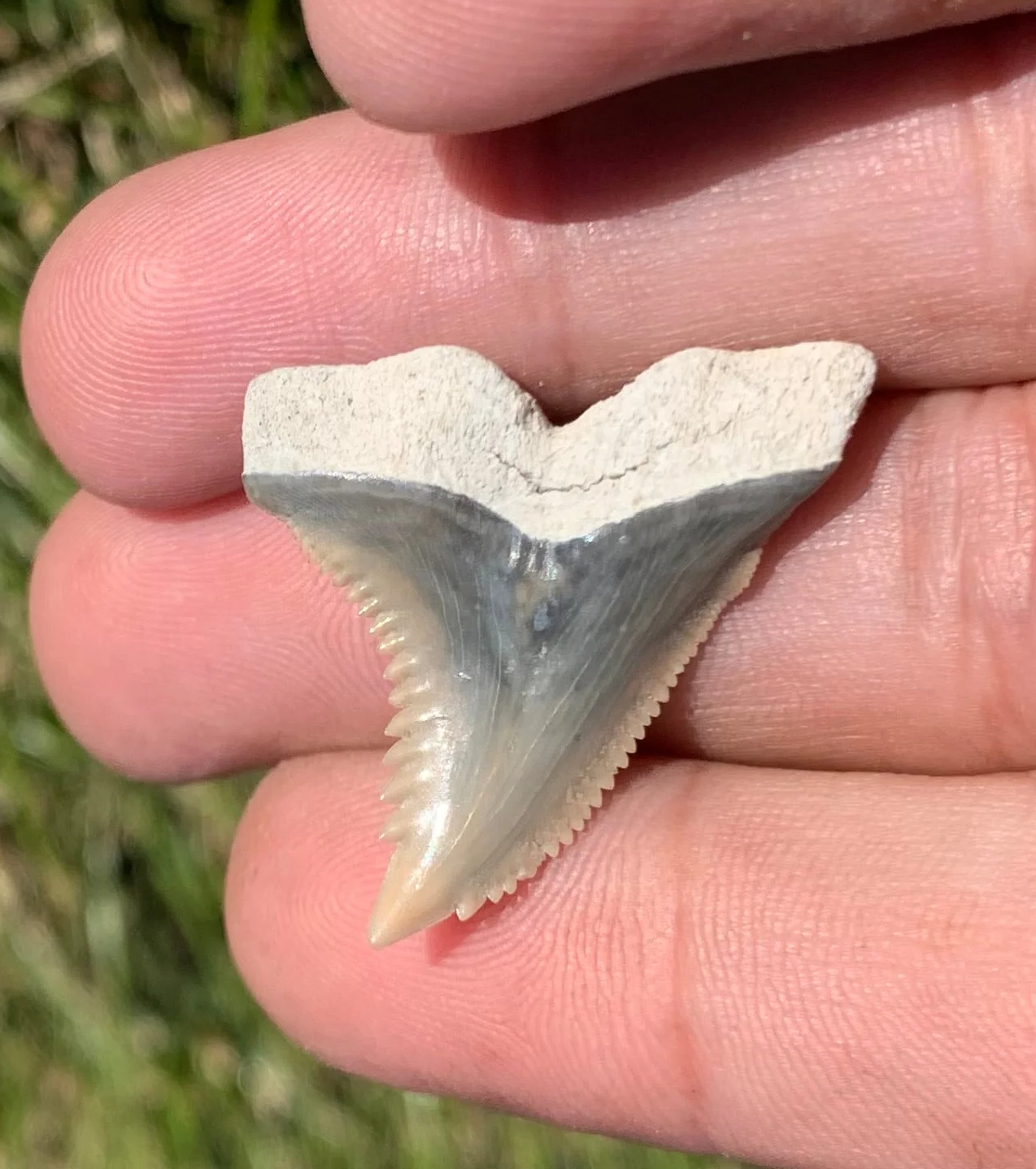 1.27” Hemipristis serra - Lee Creek Mine