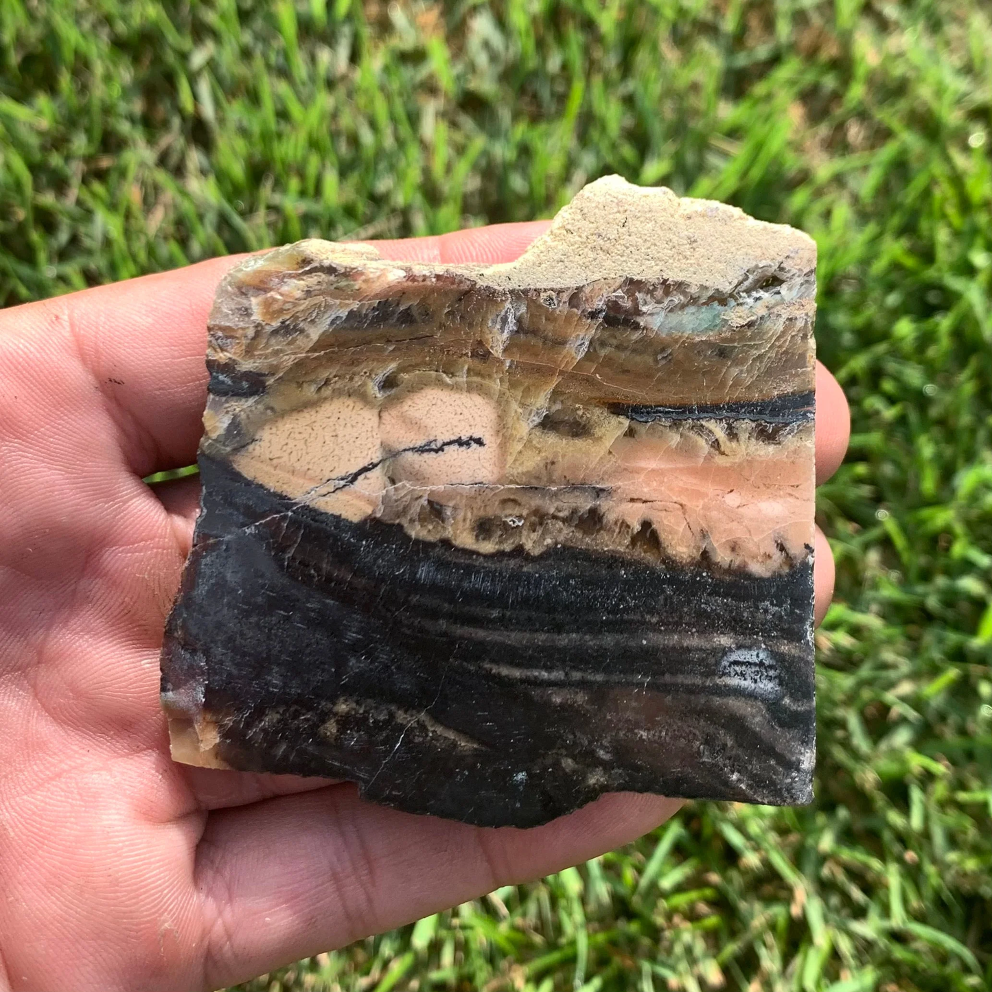 Polished Agatized Fossil Wood from Indonesia