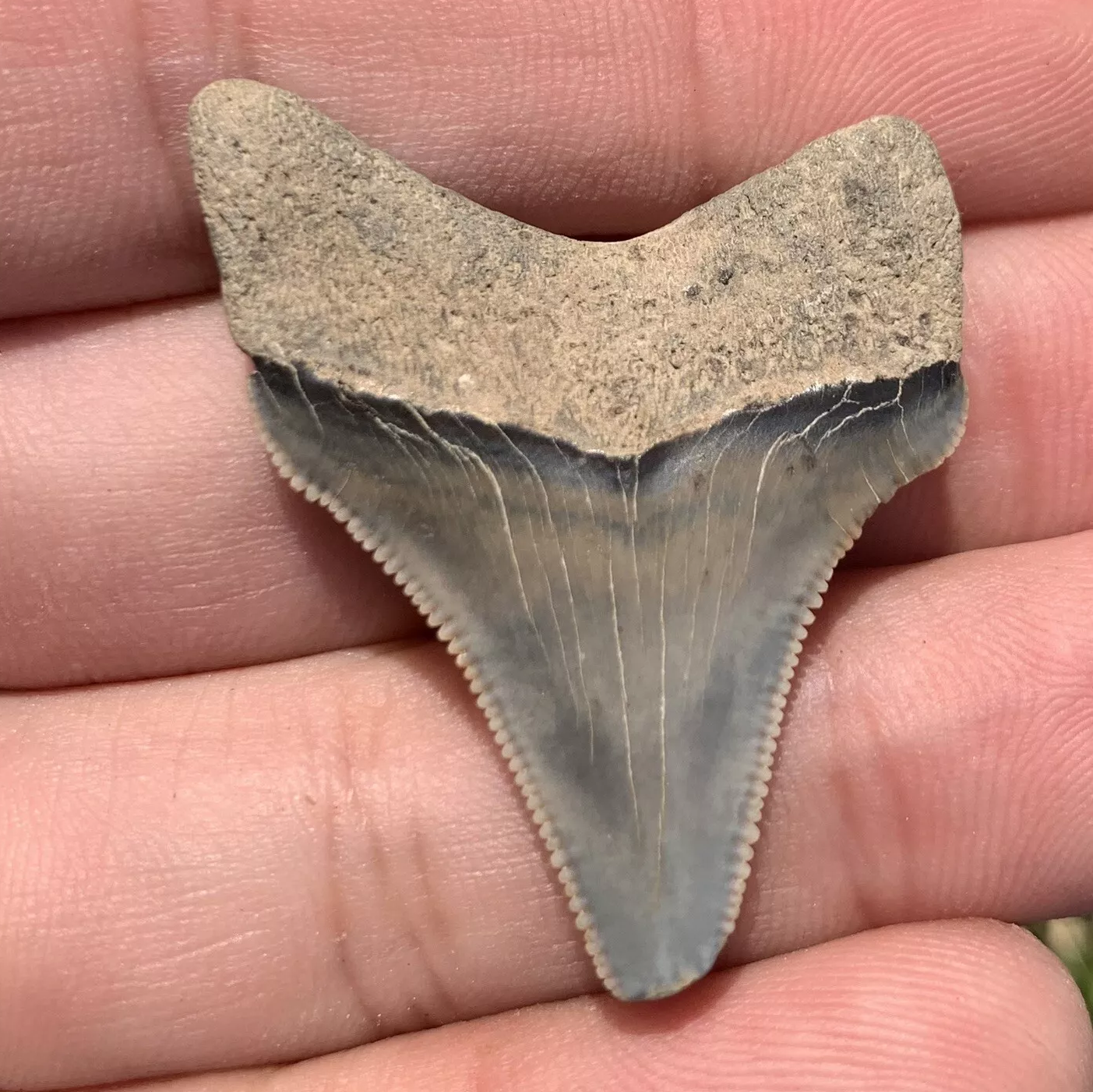 1.54” Otodus Megalodon - Maryland