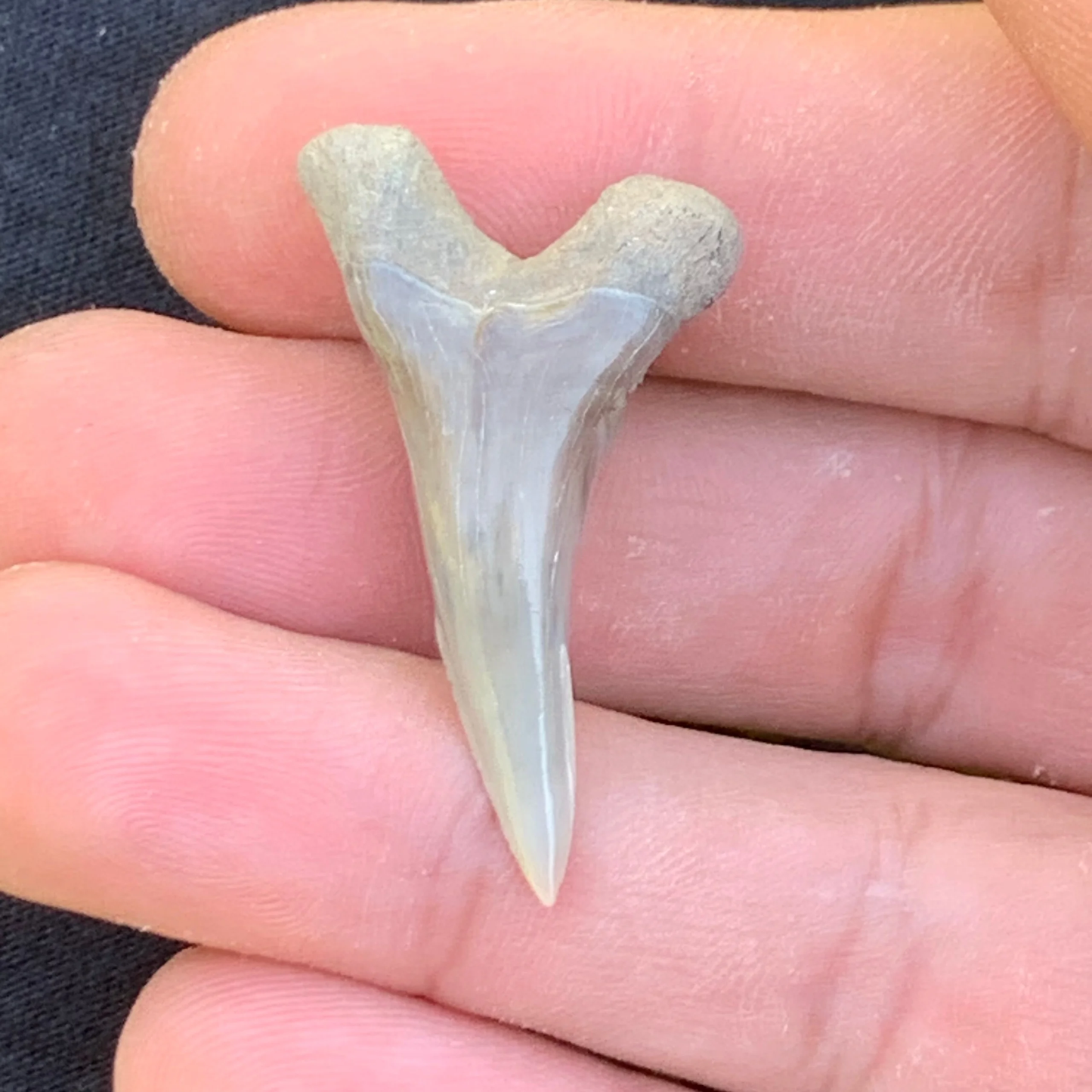 1.5” Hemipristis serra Shark Tooth - Virginia