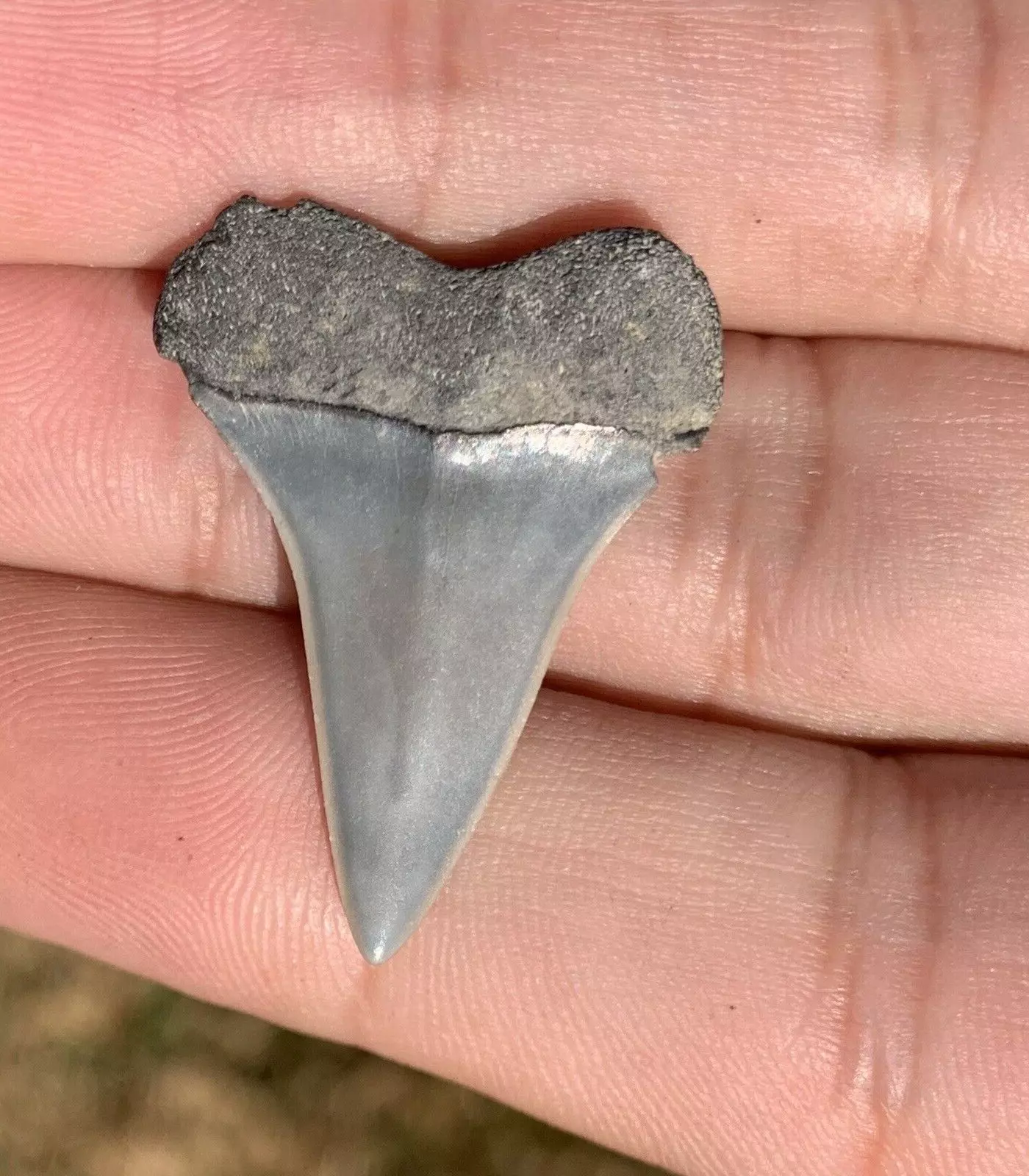 1.19" Carcharodon hastalis - Virginia