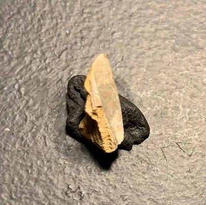 Edmontosaurus Dinosaur Tooth, Hell Creek Formation SD, Hadrosaur, Duck-billed