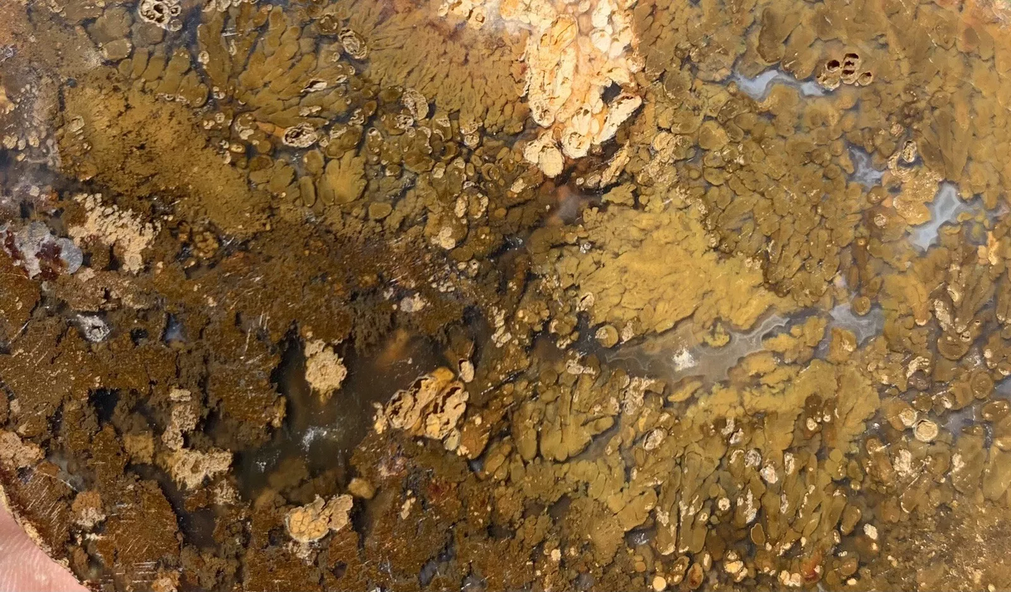 Polished Brown Plume Agate from Indonesia, Slab, Slice