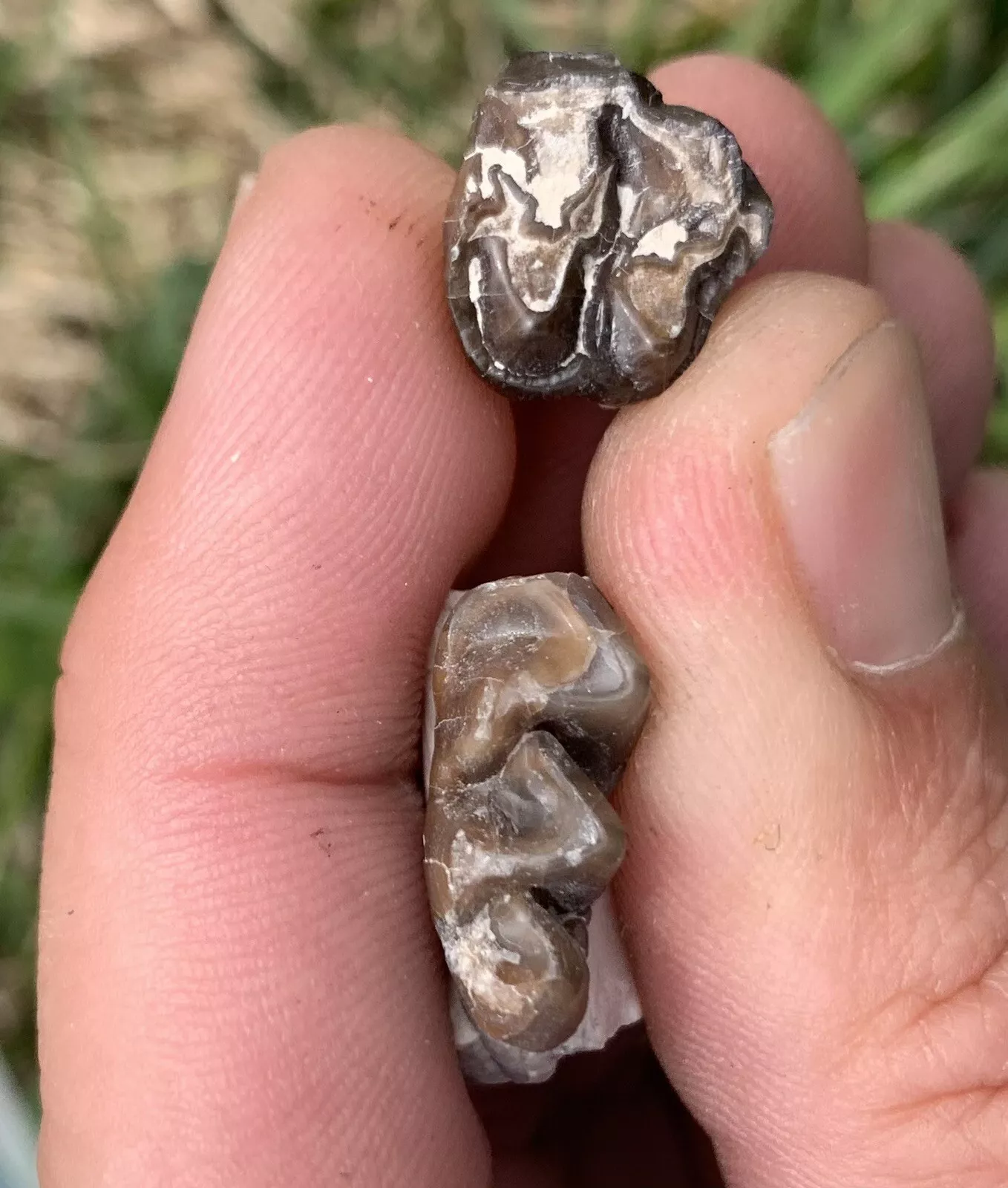 Fossil Horse Teeth, Mesohippus, Upper & Lower