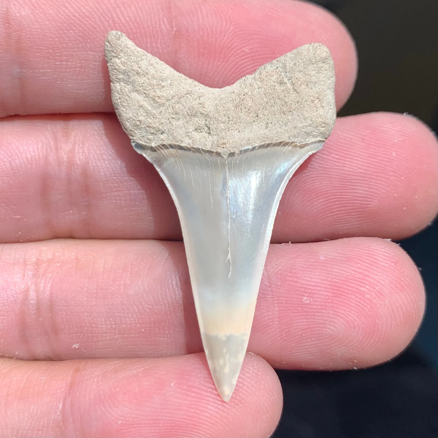 1.74” Carcharodon hastalis - Virginia -