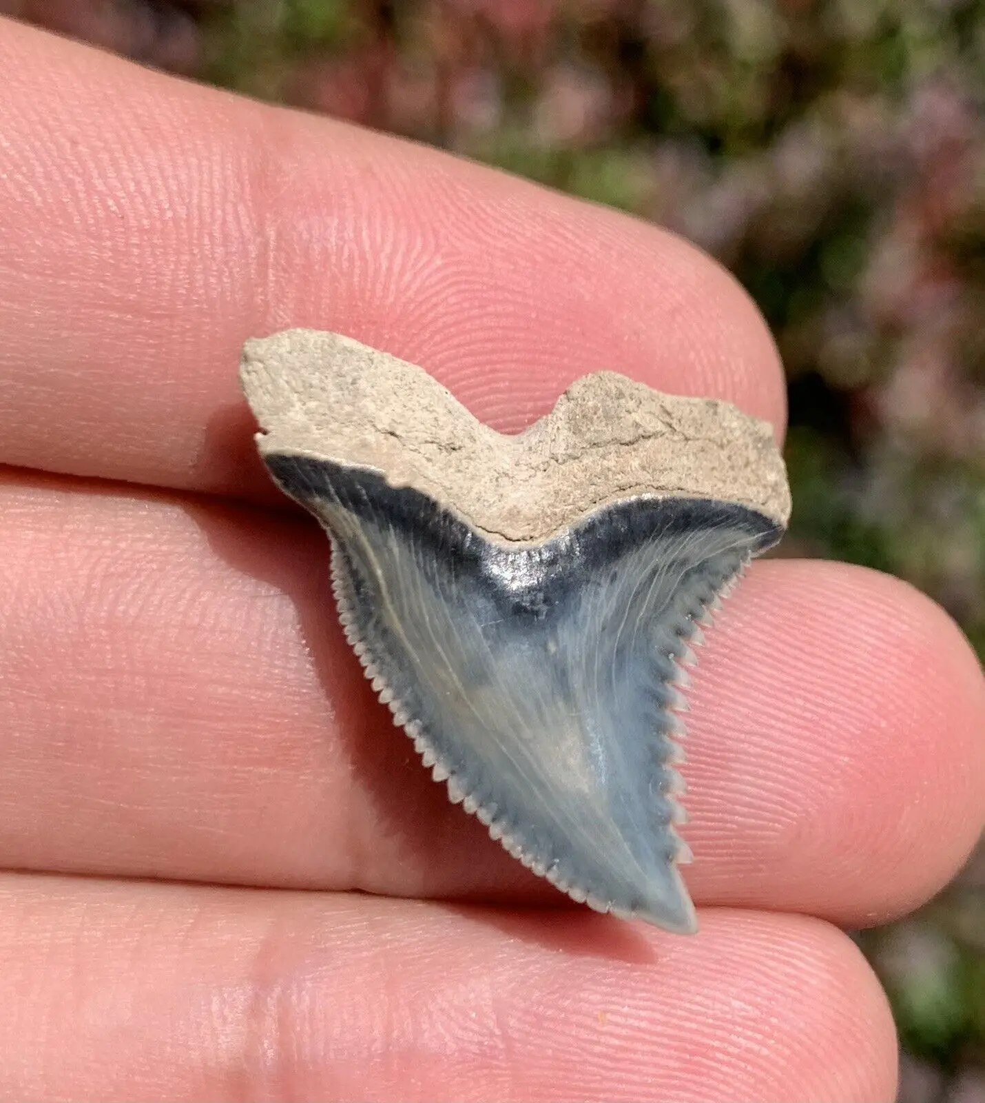 1.17" Hemipristis serra - Lee Creek Mine