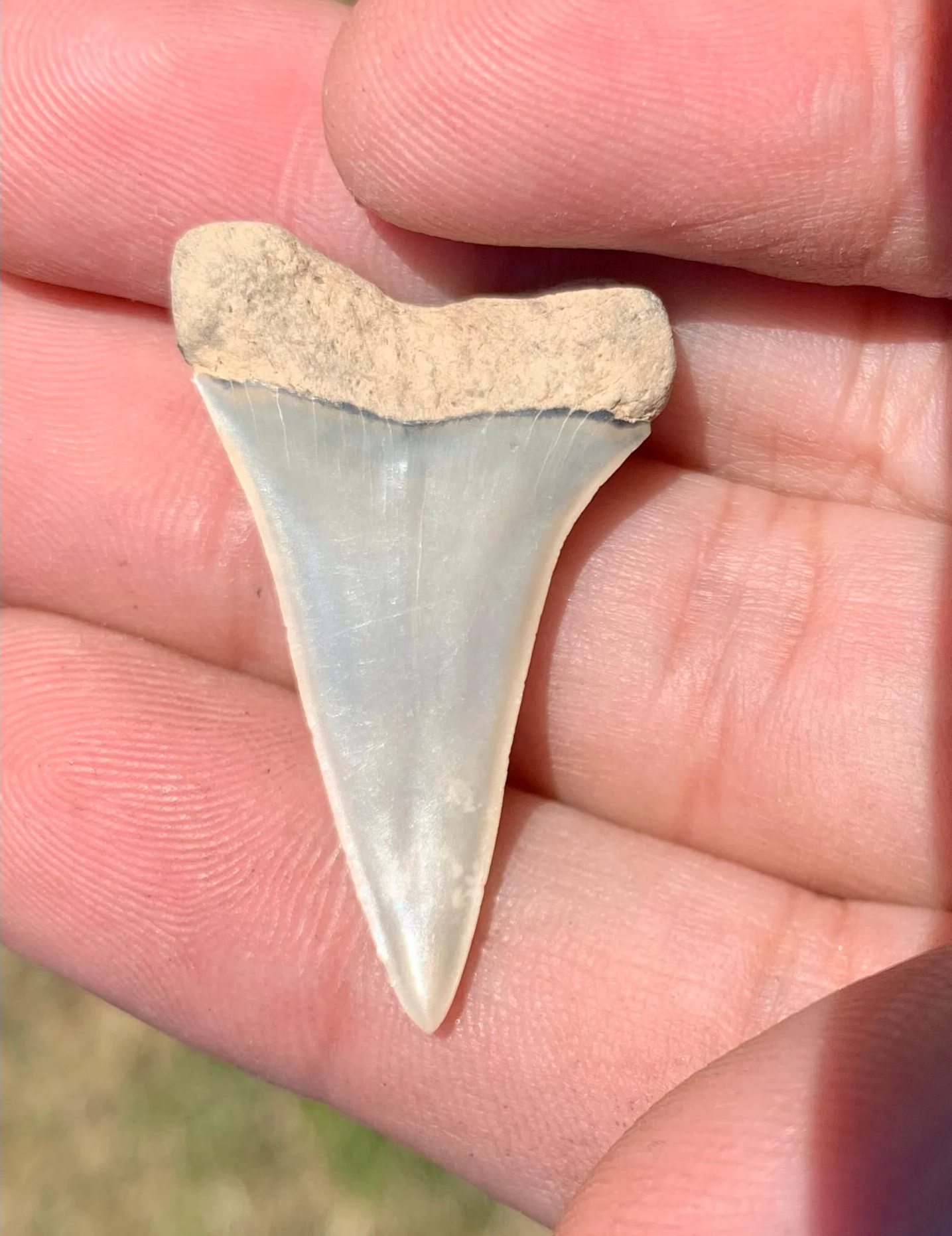 1.43” Carcharodon hastalis - Virginia