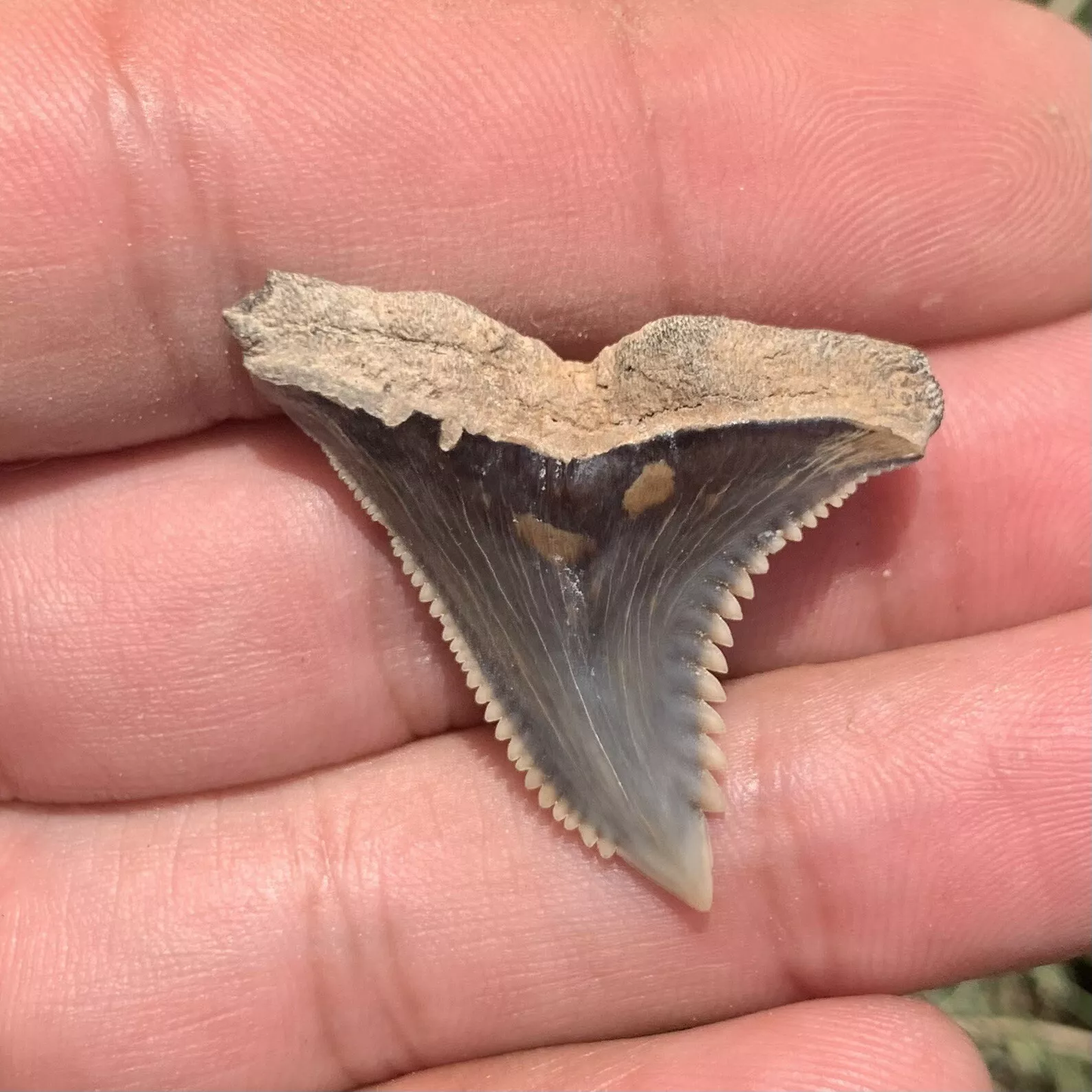1.32" Hemipristis serra - Virginia