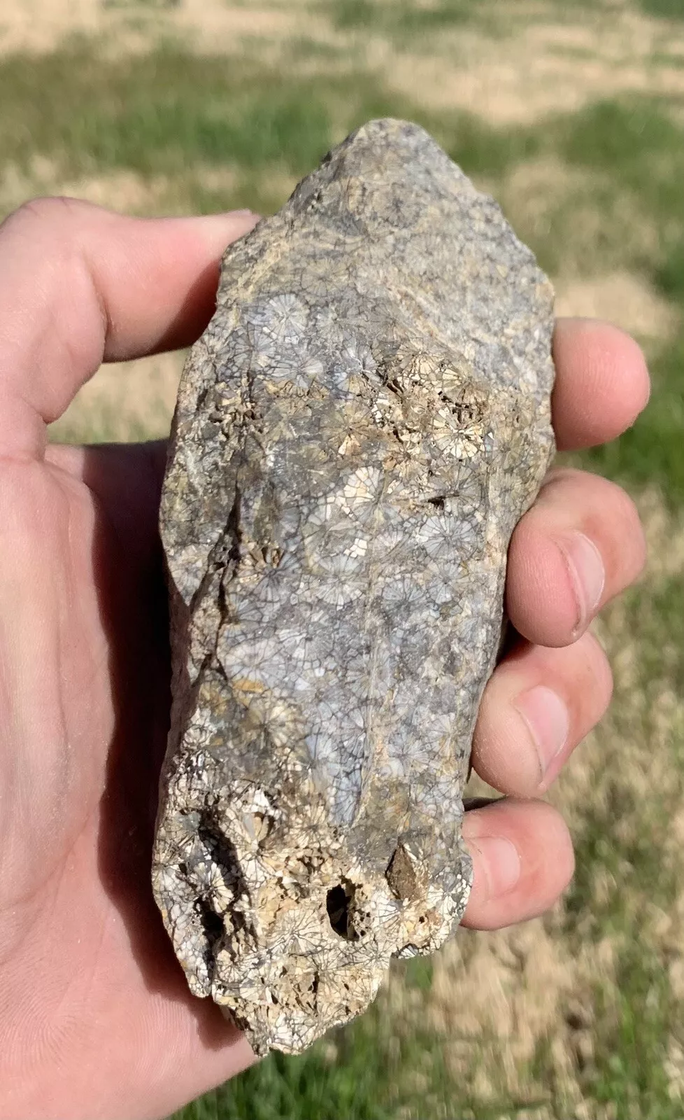 Polished Black Fossil Coral from Indonesia, Slab, Slice