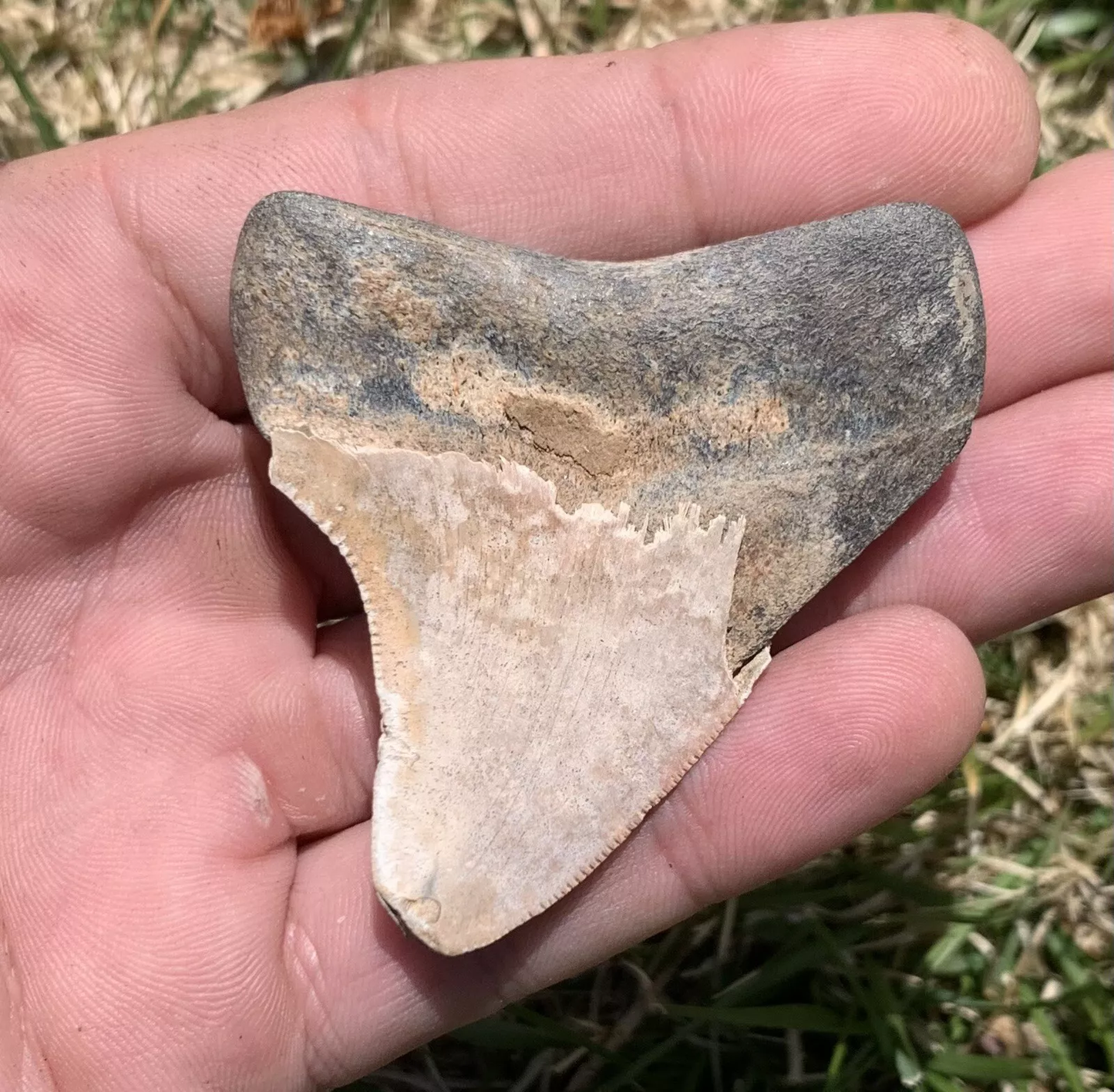 2.46” Otodus Megalodon - Virginia