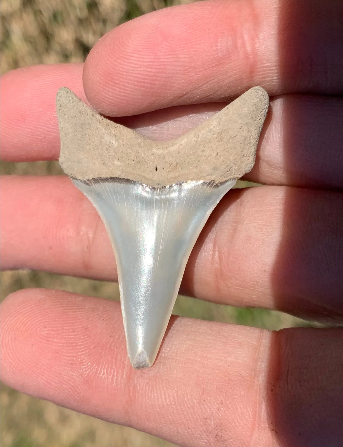 1.72” Carcharodon hastalis - Virginia