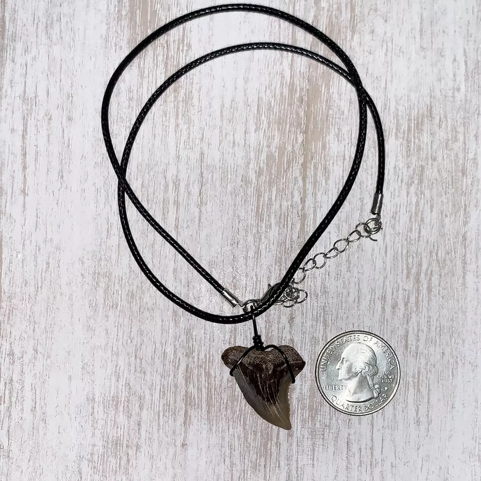Hemipristis serra shark tooth necklace