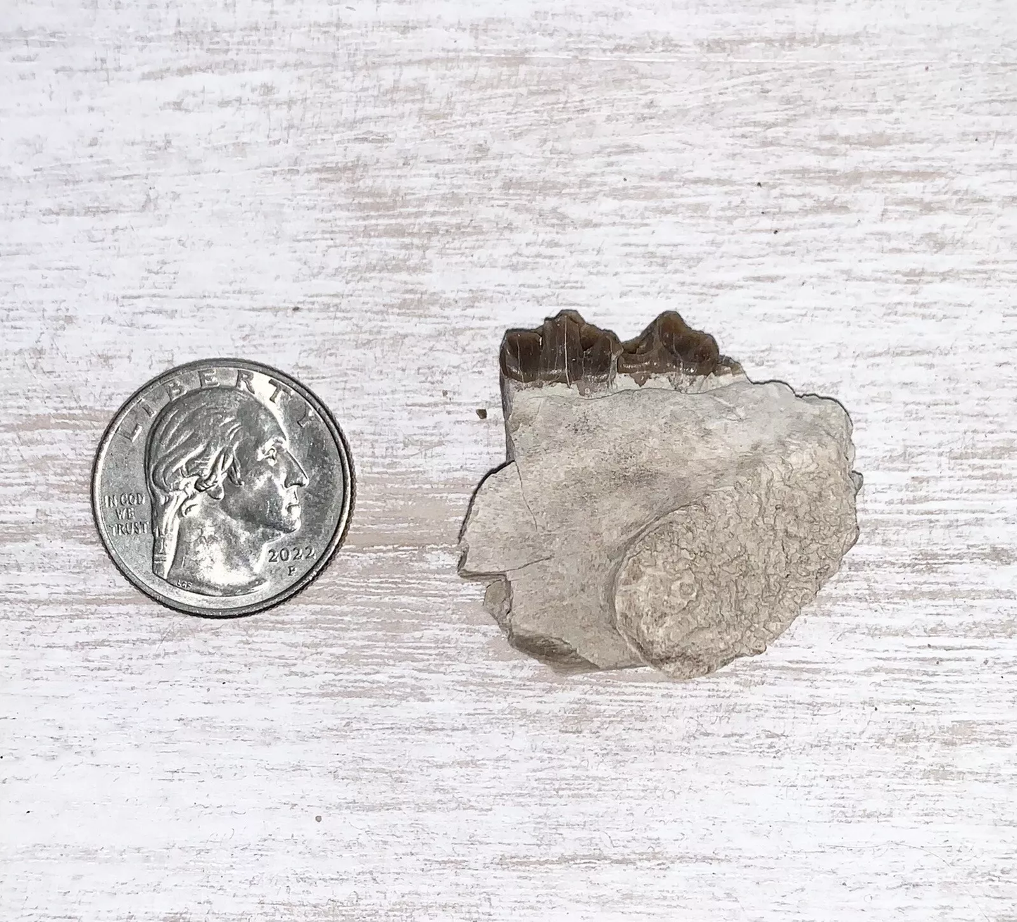 Fossil Oreodont Lower Jaw Section With Teeth