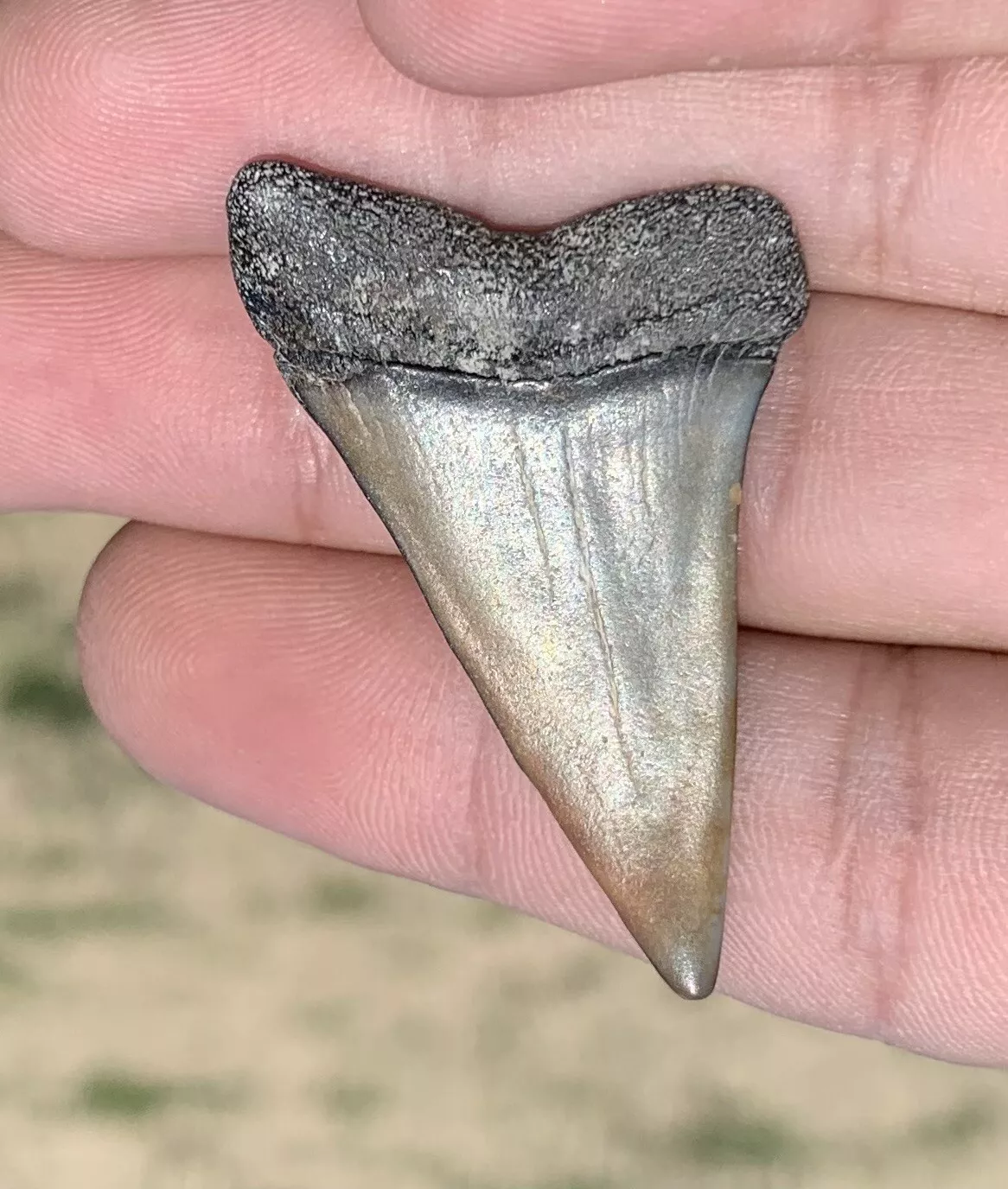 1.84" Carcharodon hastalis - Virginia