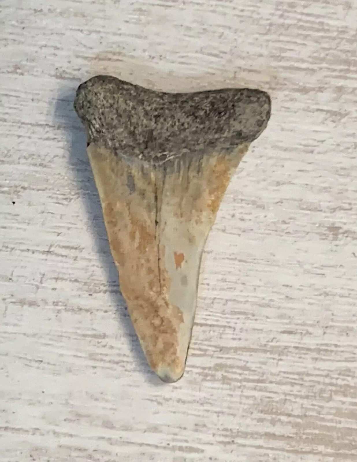 1.36” Carcharodon hastalis - Virginia