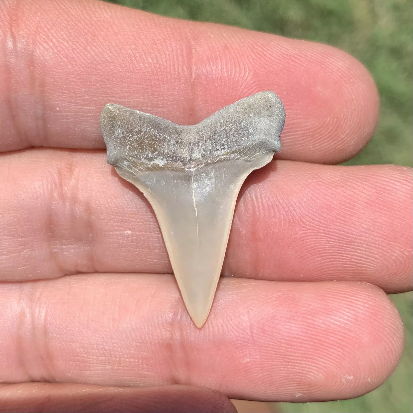 1.17” Carcharodon hastalis - Lee Creek Mine