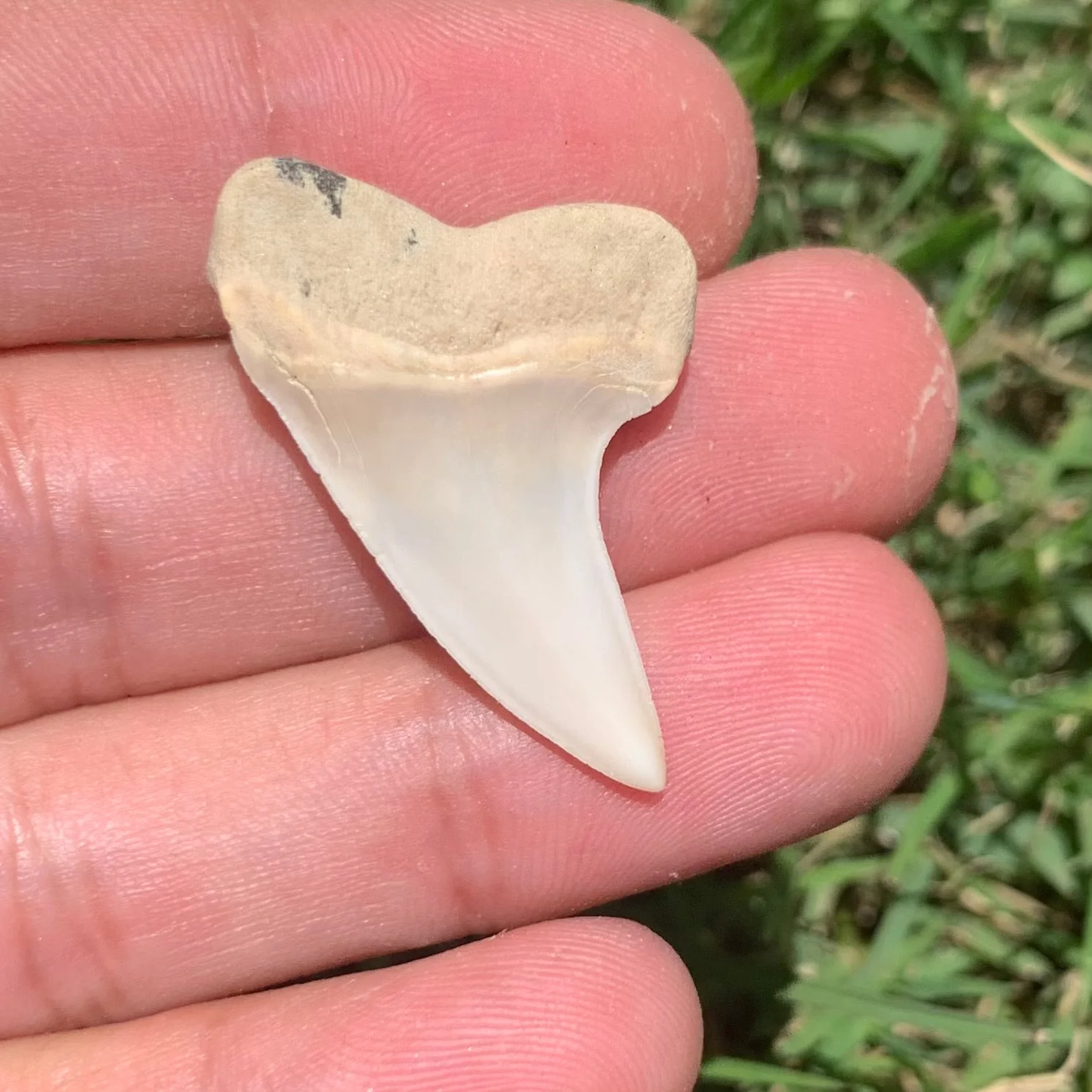 1.42" Carcharodon planus - Bakersfield