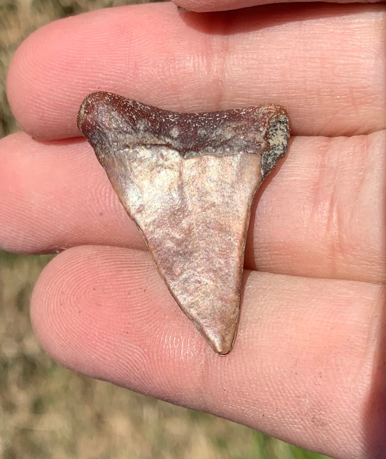 1.35” Carcharodon hastalis - Virginia