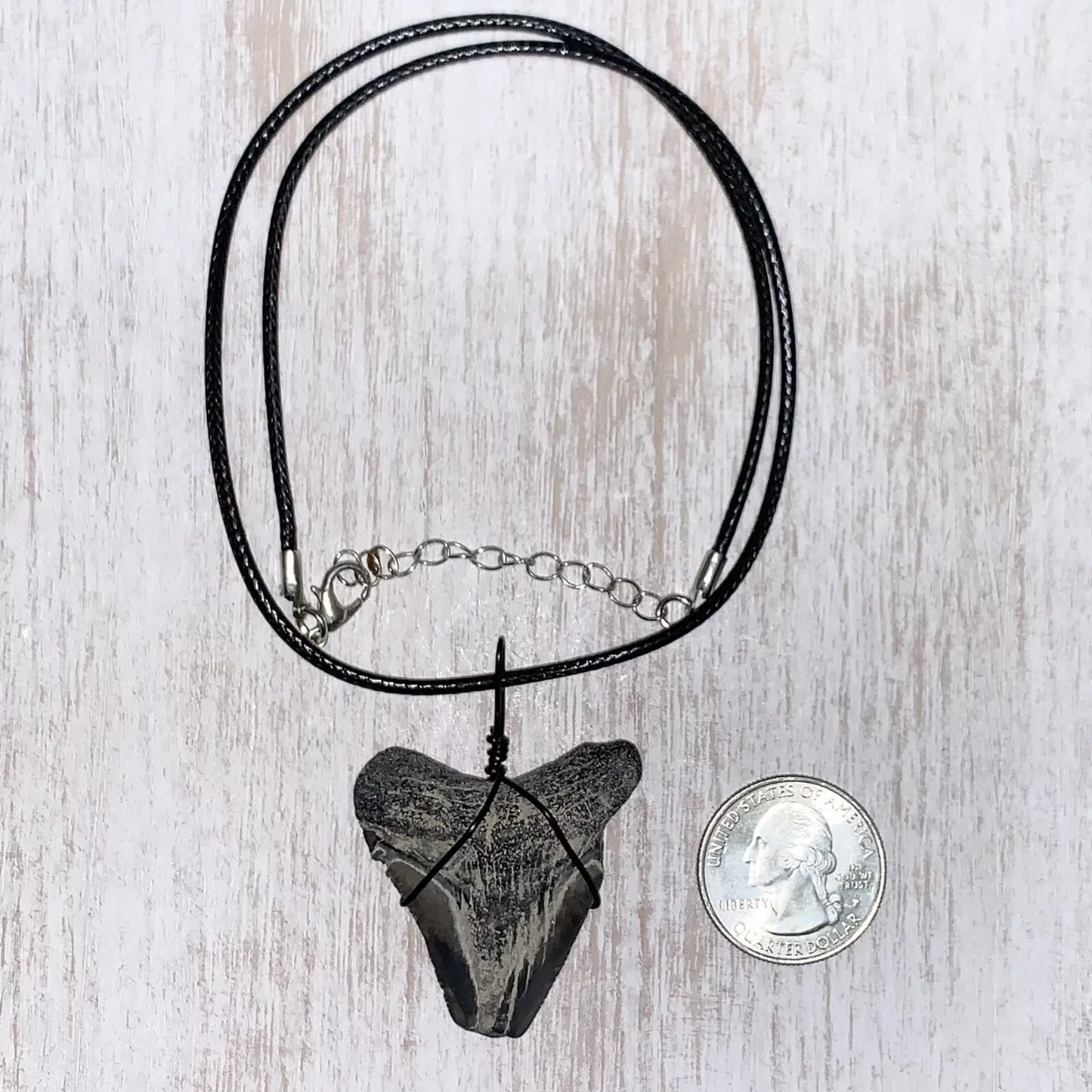 Otodus megalodon shark tooth necklace