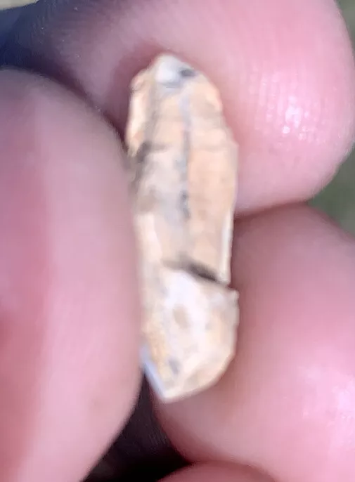 Edmontosaurus Dinosaur Tooth, Hell Creek Formation SD, Hadrosaur, Duck-billed