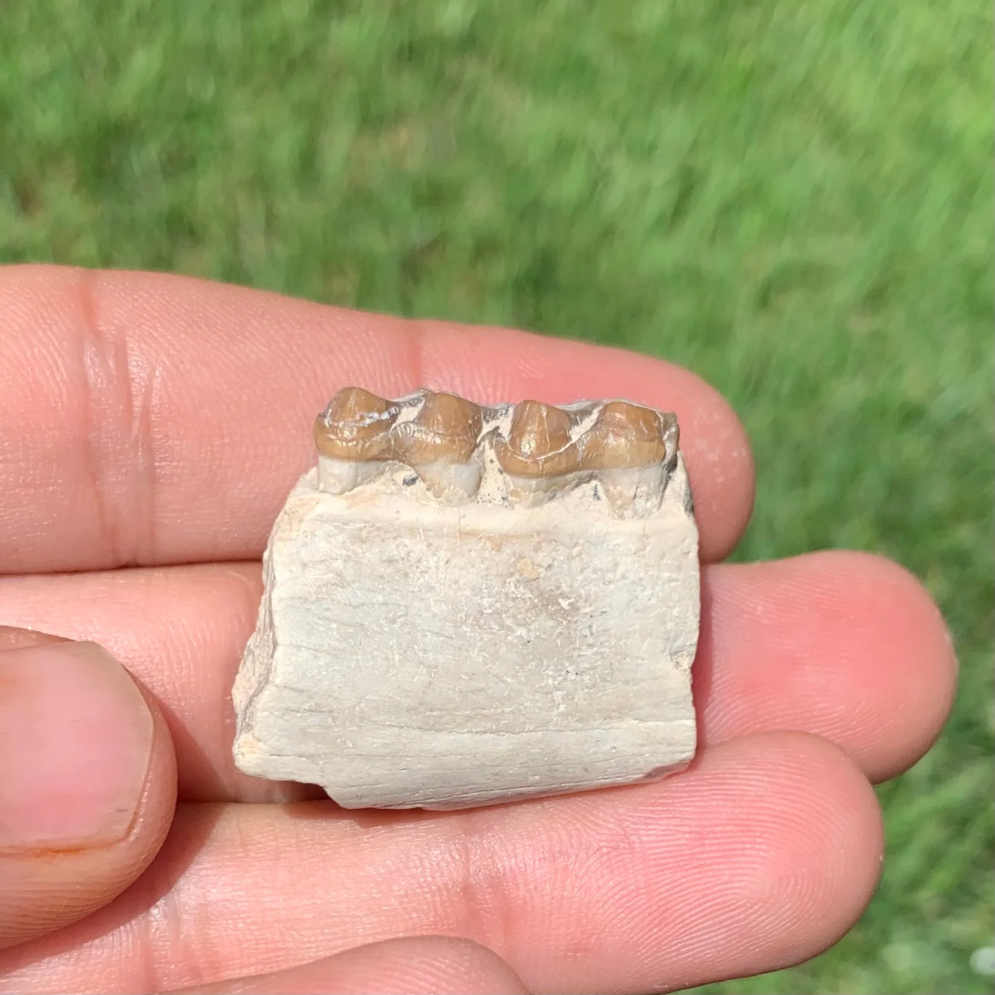 Fossil Horse lower jaw section, Mesohippus bairdi