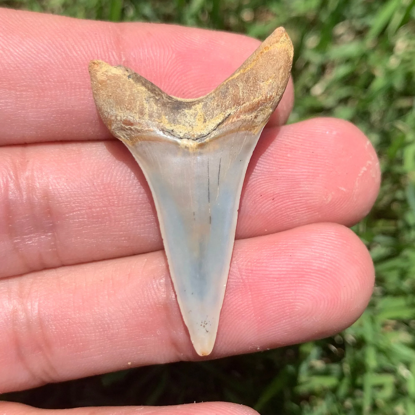 1.67” Carcharodon hastalis - Bakersfield