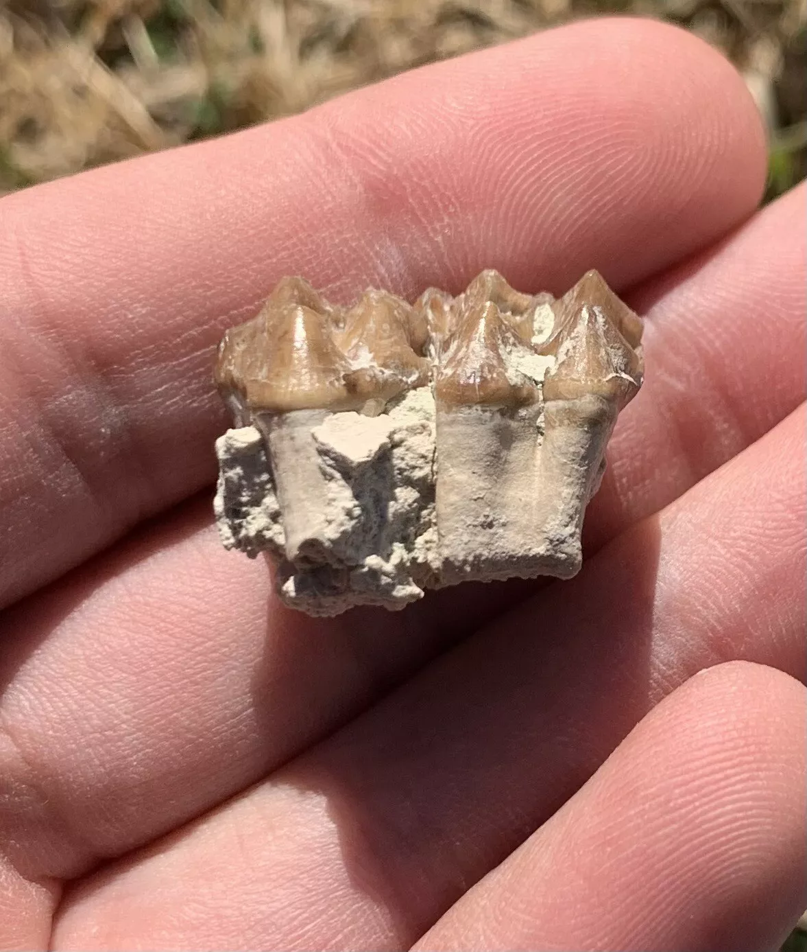 Fossil Horse Palate With Teeth, Mesohippus