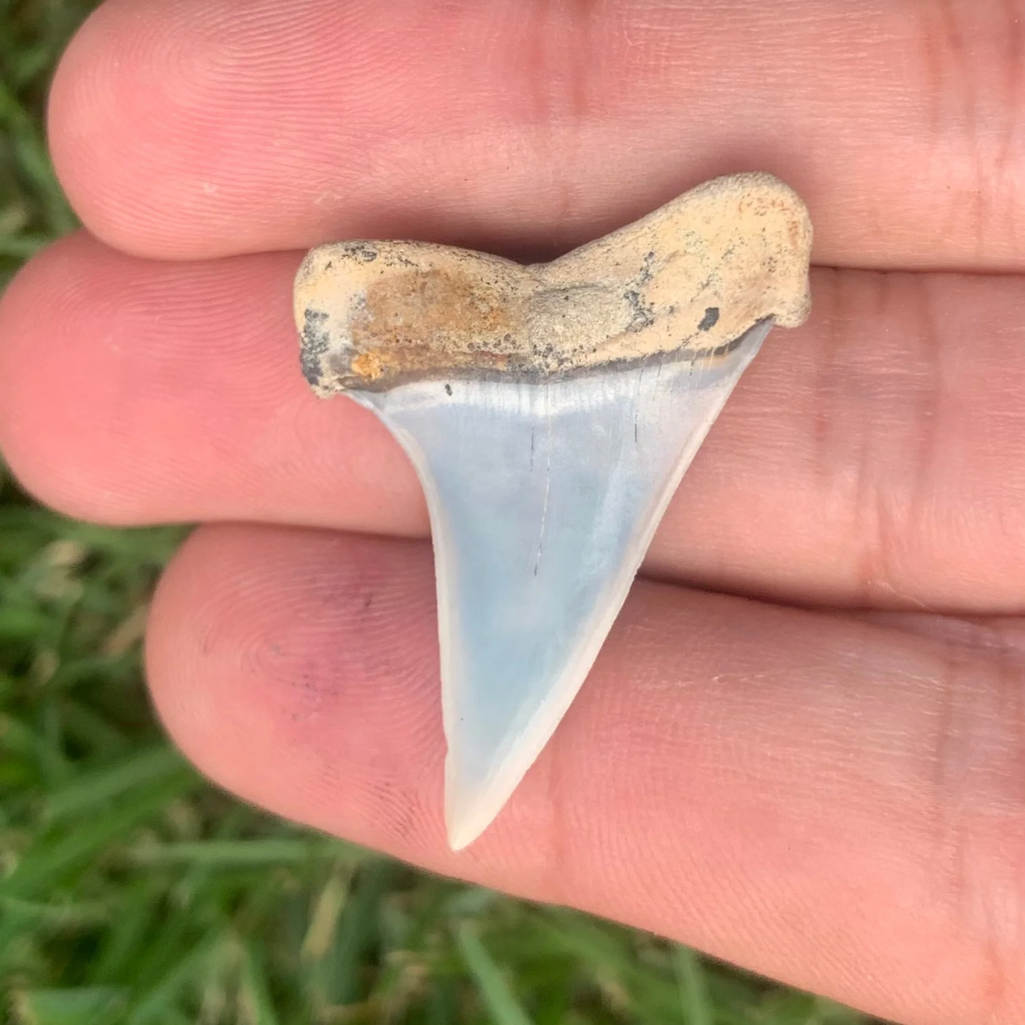 1.4” Carcharodon hastalis - Bakersfield