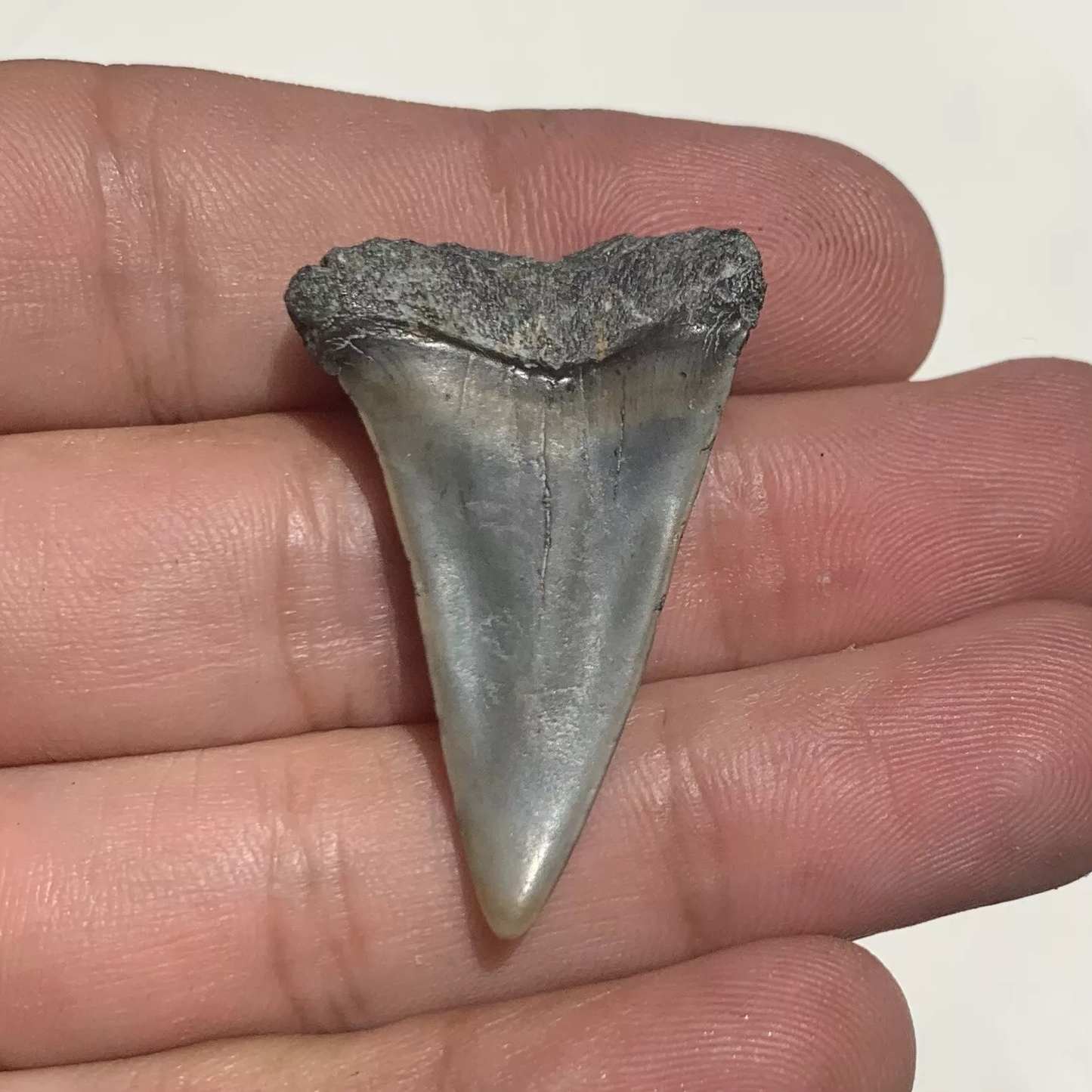 1.5" Carcharodon hastalis - Lee Creek Mine