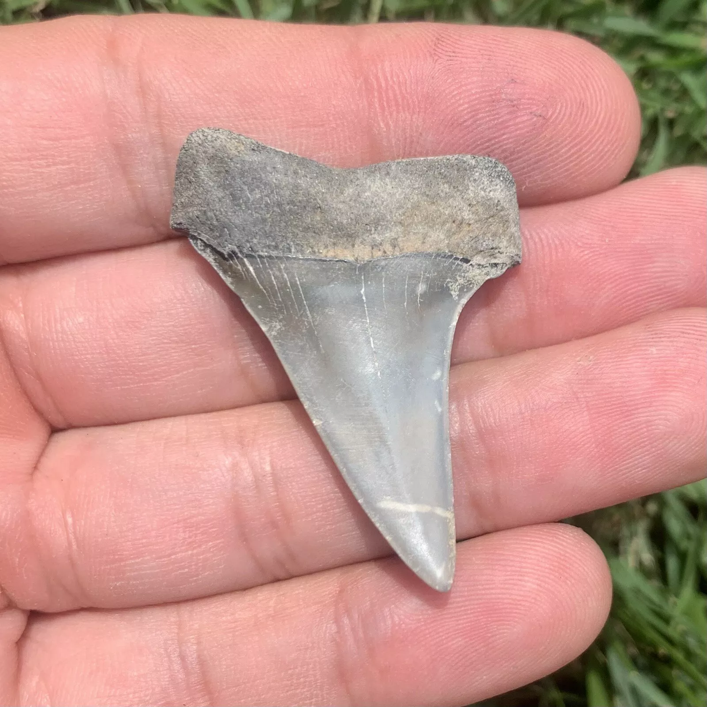 1.75” Carcharodon hastalis - Virginia