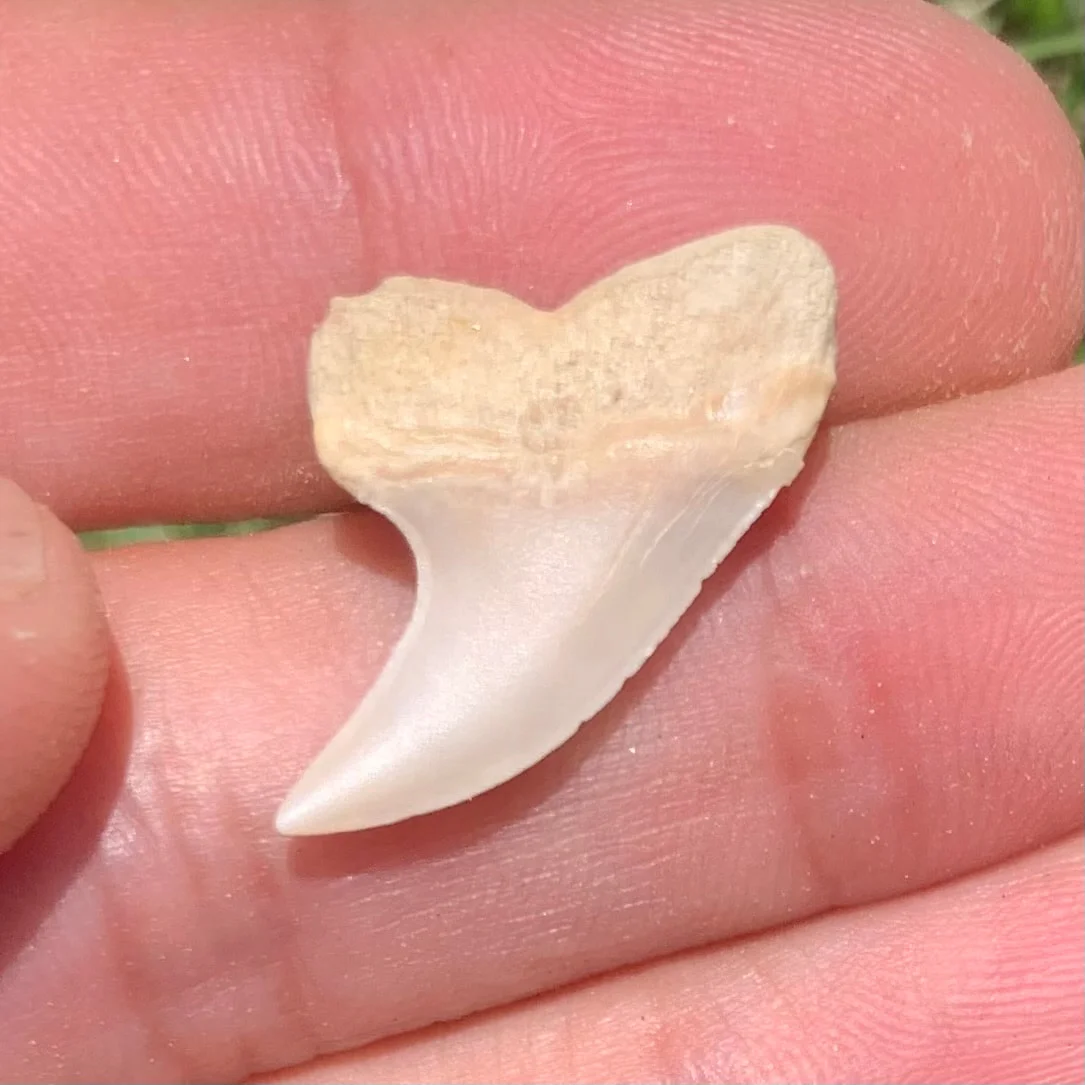 1" Carcharodon planus - Bakersfield