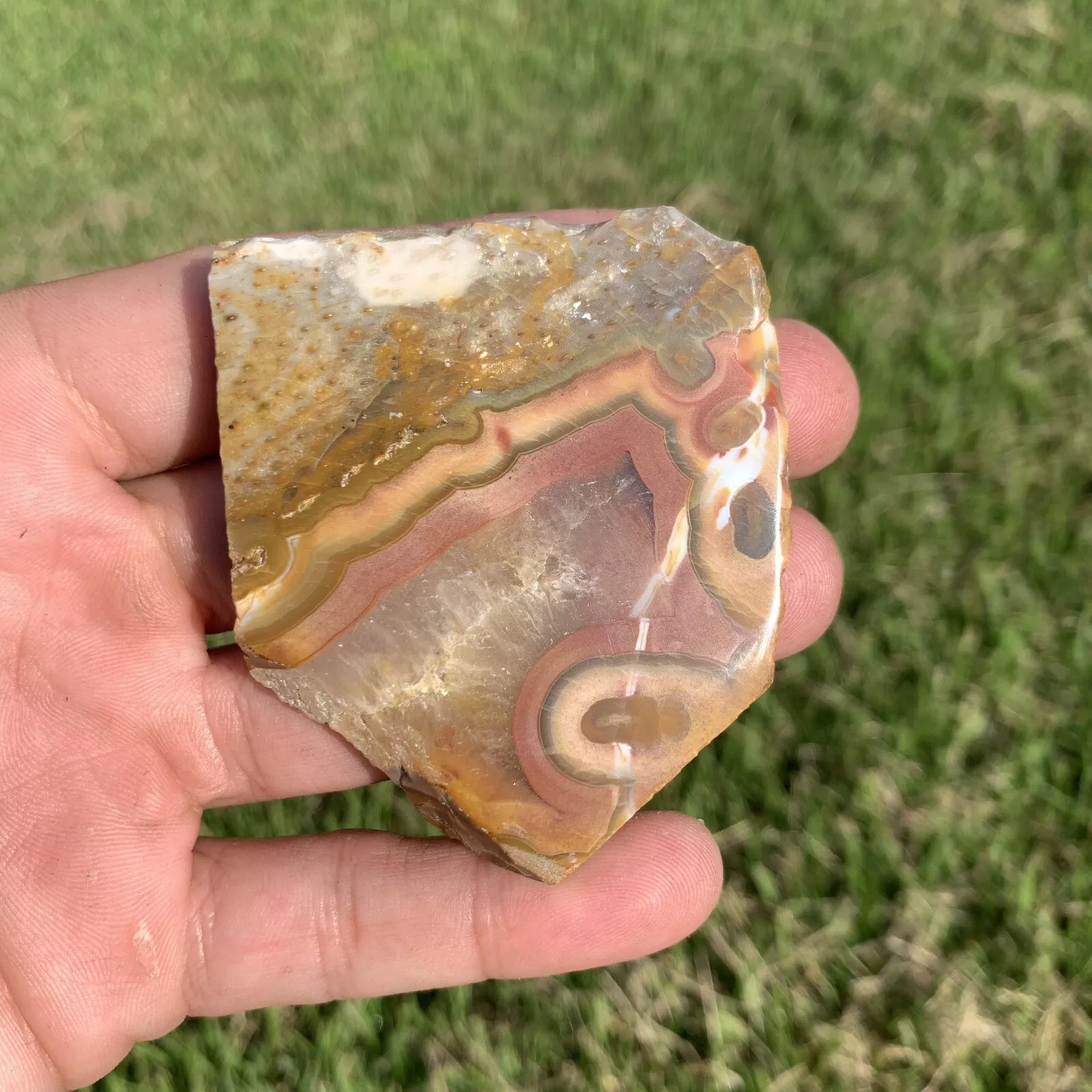 Polished Agatized Banded Palm Root from Indonesia, Slab, Slice