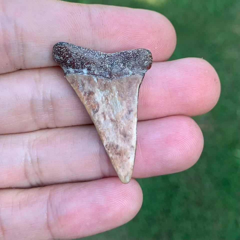 Fossil Carcharodon hastalis - Virginia