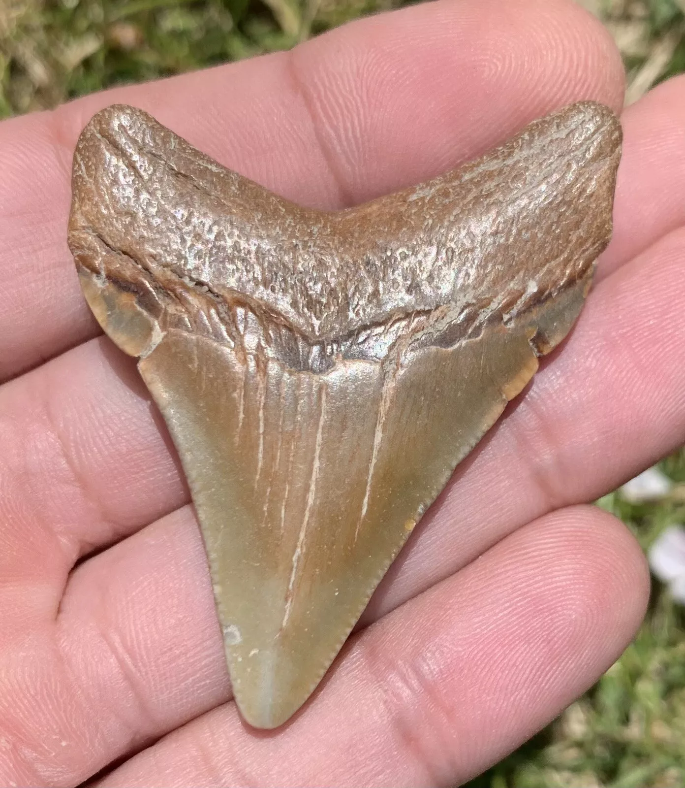 2.22” Otodus Megalodon - Virginia