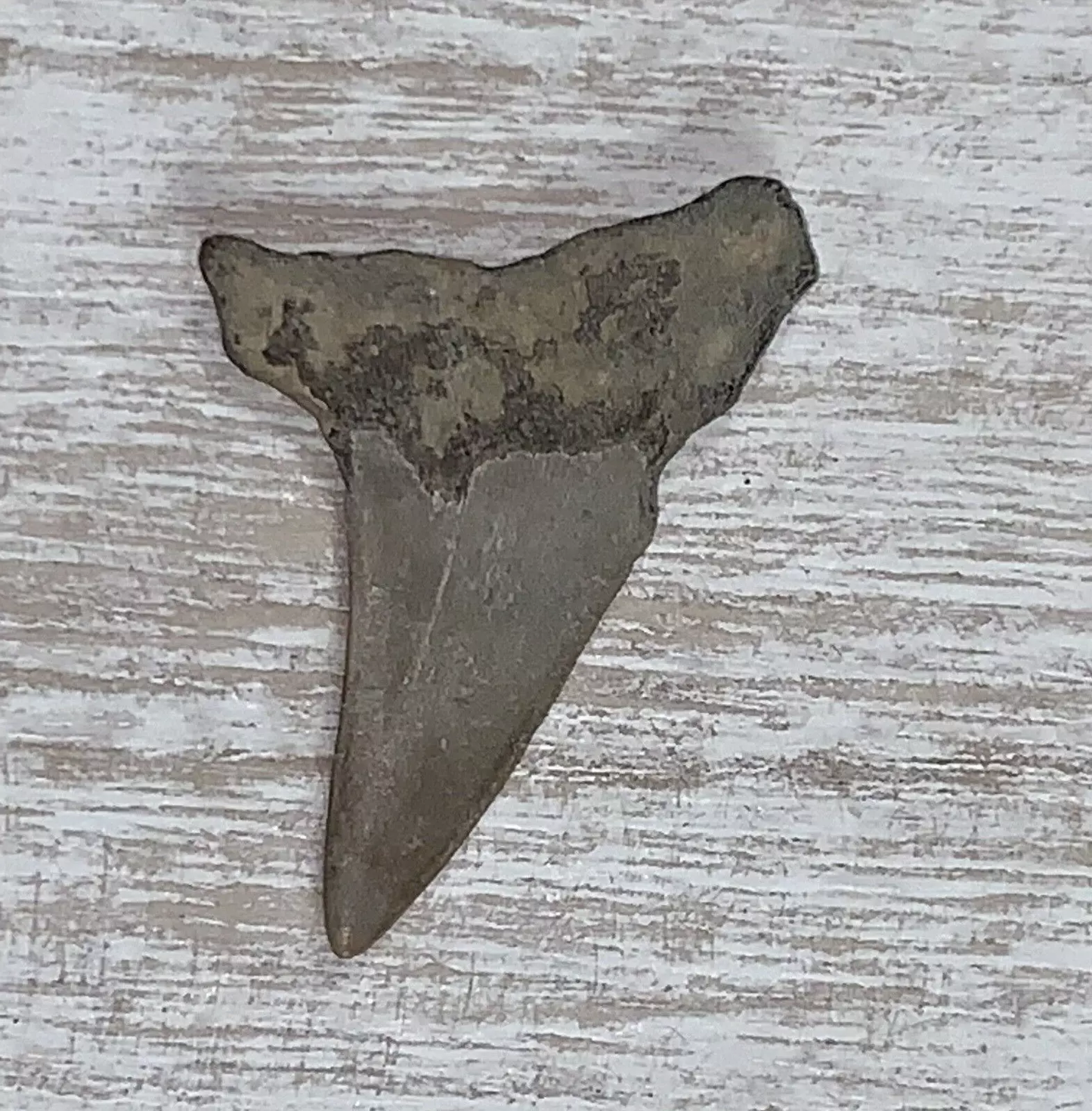 1.45" Carcharodon hastalis - Virginia