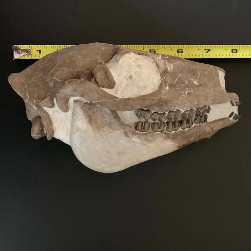 mesohippus bairdi Skull