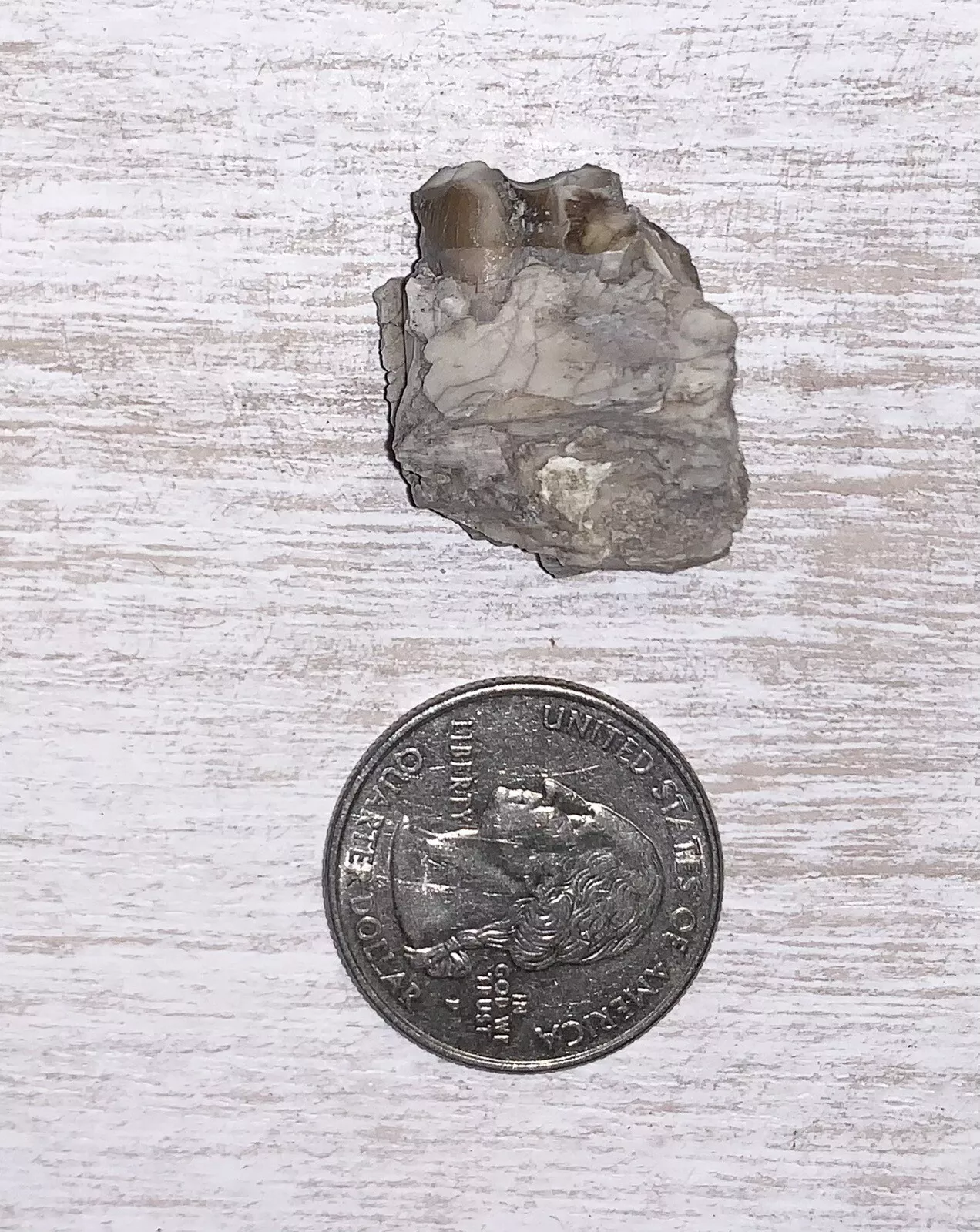 Fossil Oreodont Lower Jaw Section With Tooth