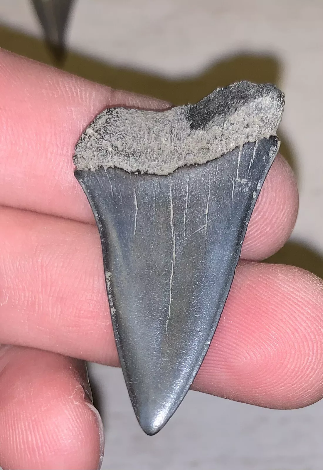 1.69Carcharodon hastalis - Lee Creek Mine