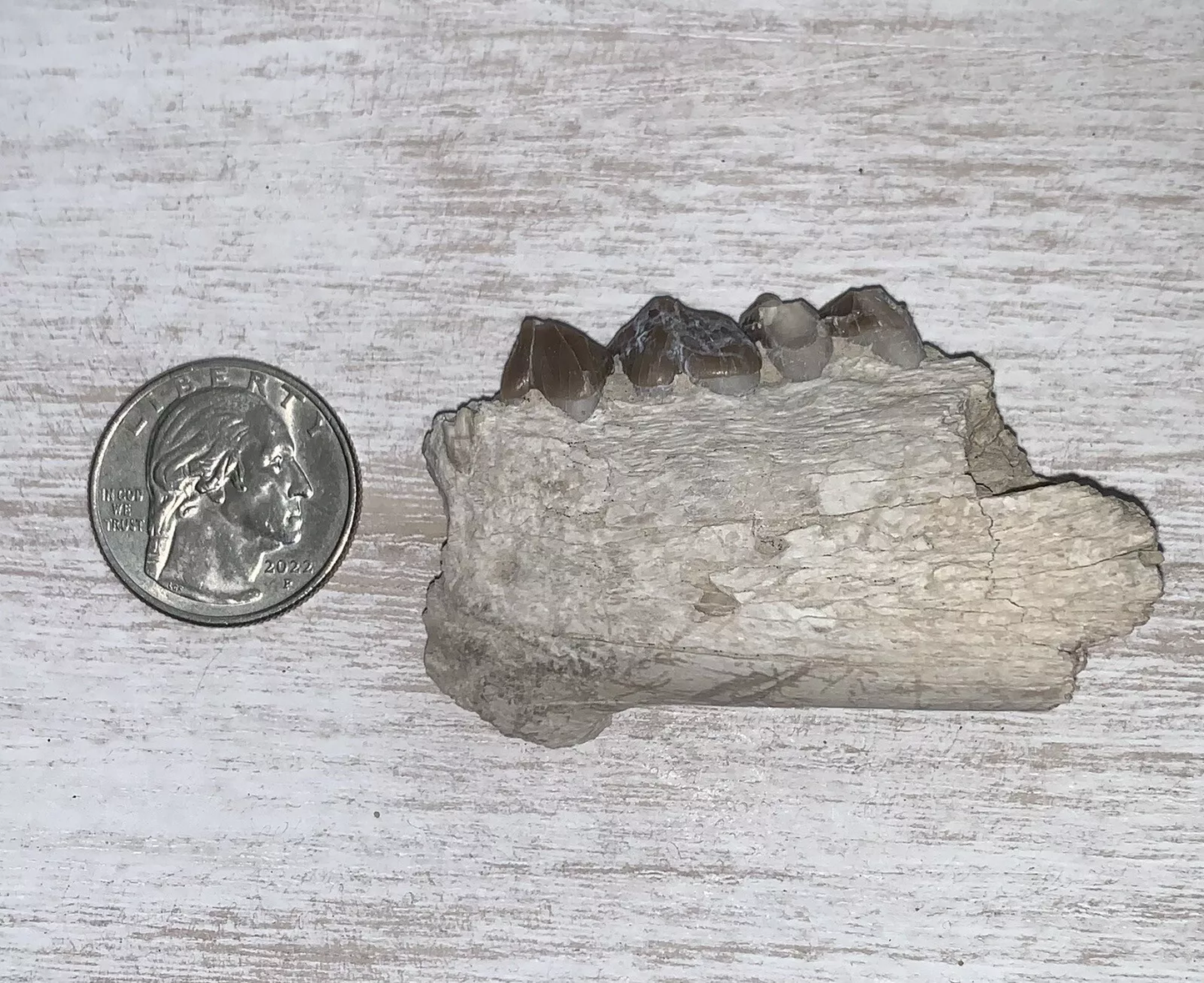 Fossil Oreodont Lower Jaw Section With Teeth
