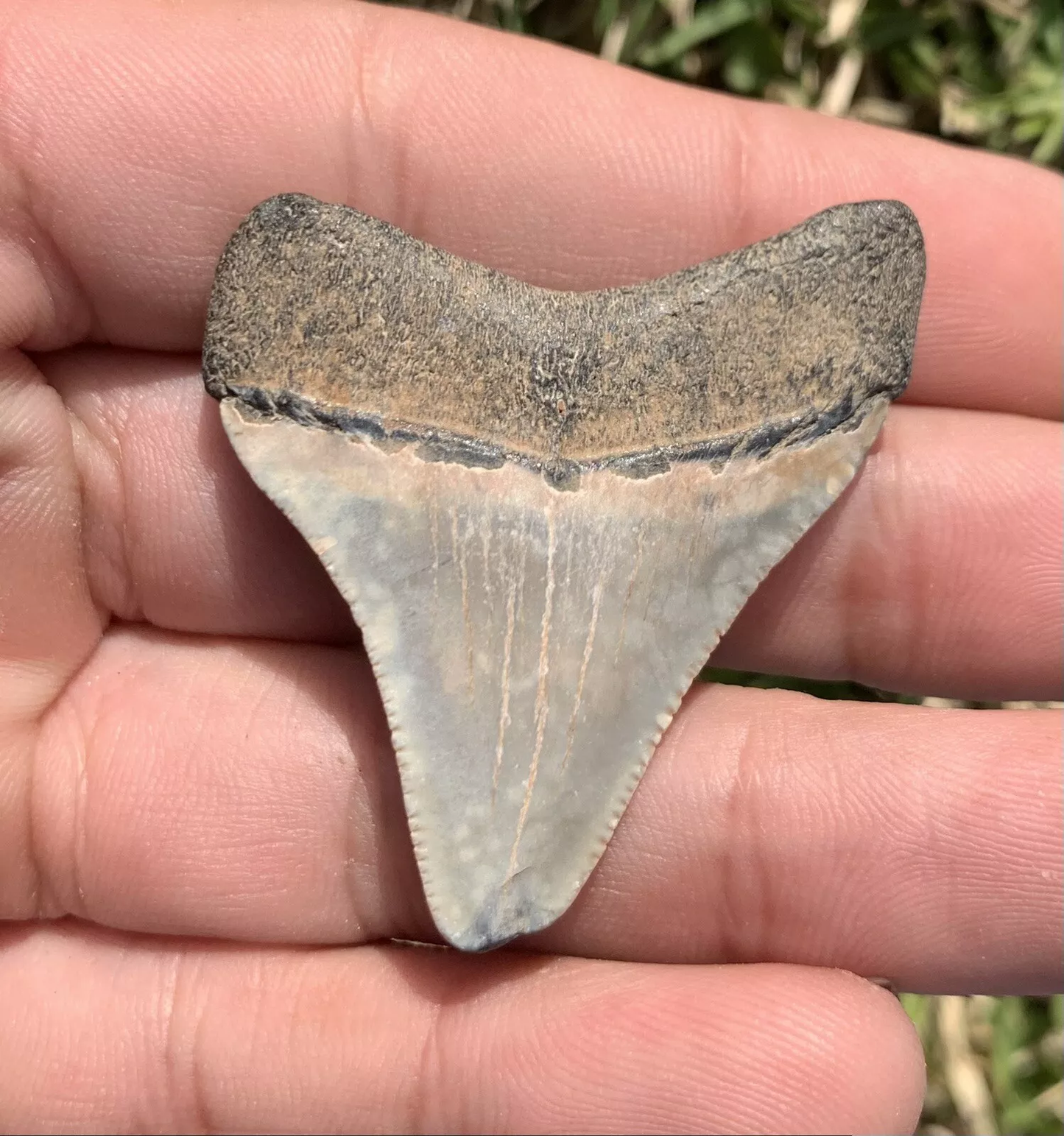 1.8” Otodus Megalodon - Virginia