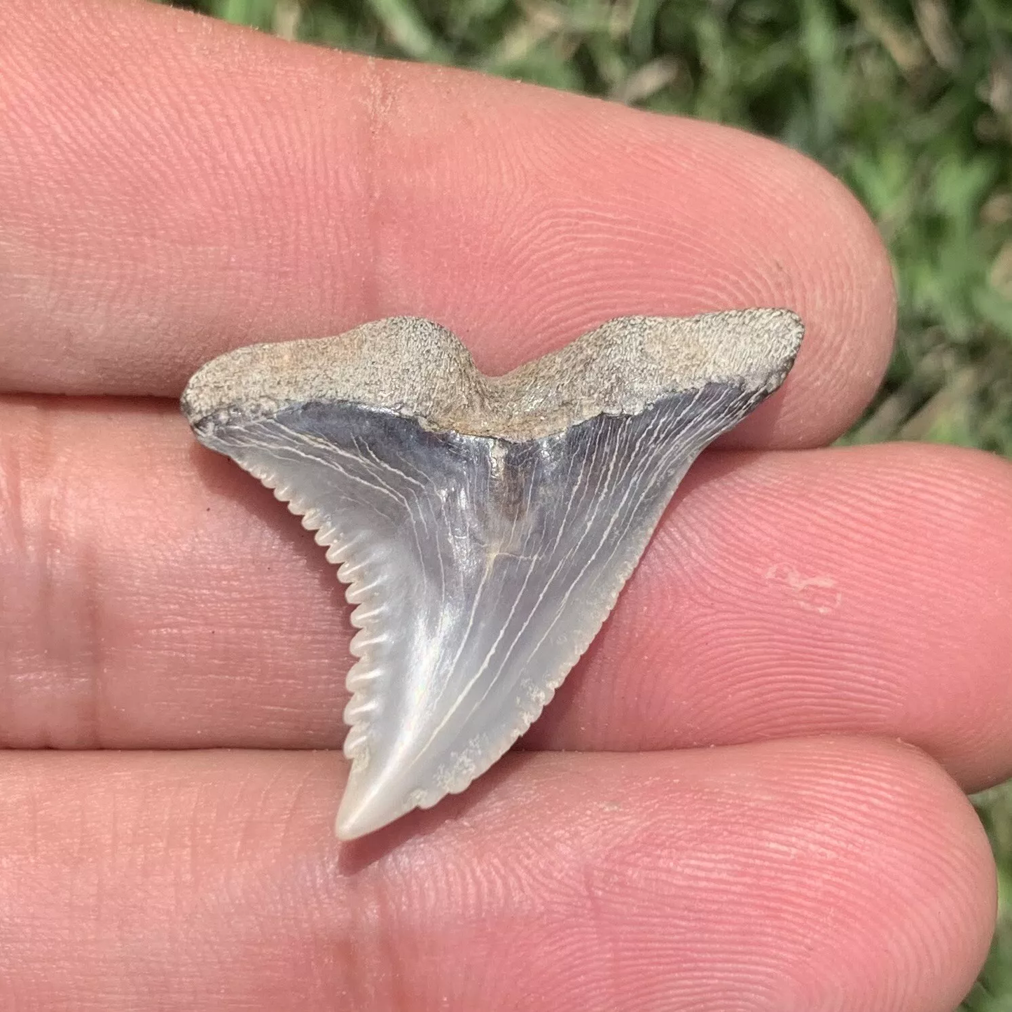1.2" Hemipristis serra - Virginia