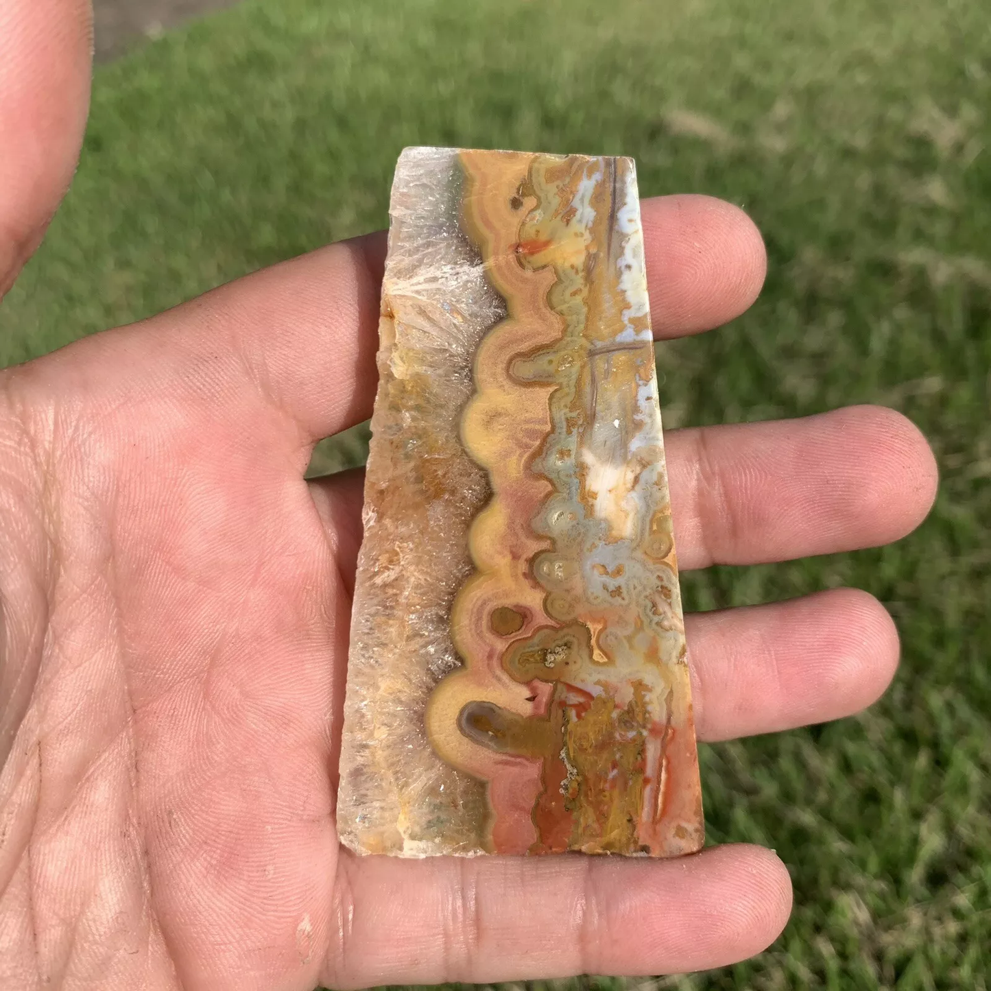 Polished Agatized Banded Palm Root from Indonesia