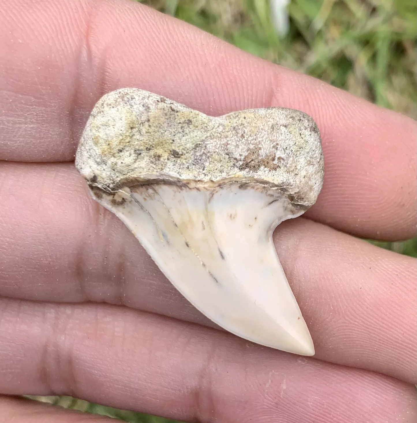 1.43" Carcharodon Planus - Bakersfield California