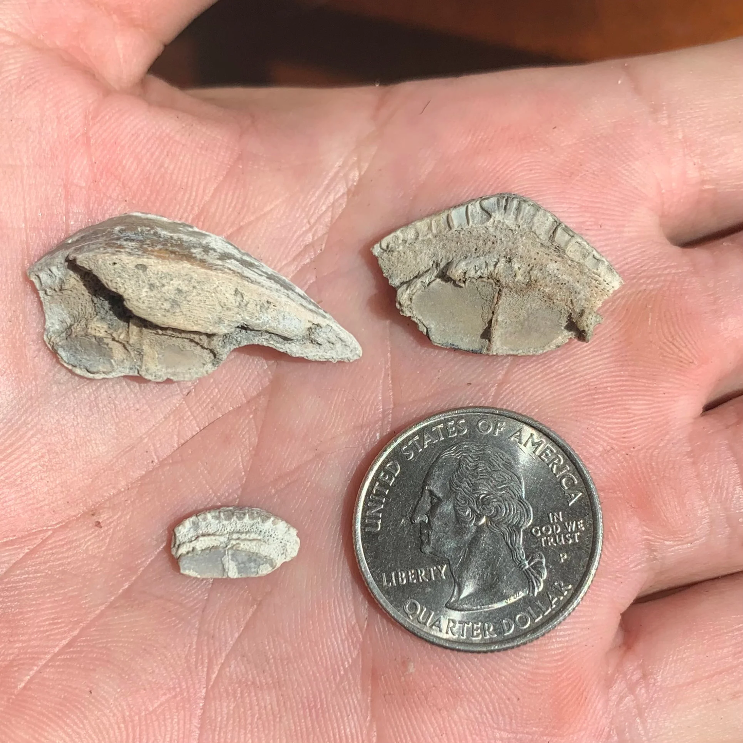 Burrfish, Chilomycterus Sp. Mouth plates - Lee Creek