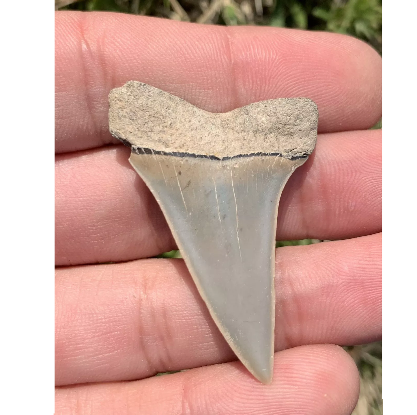 1.84” Carcharodon hastalis - Virginia -