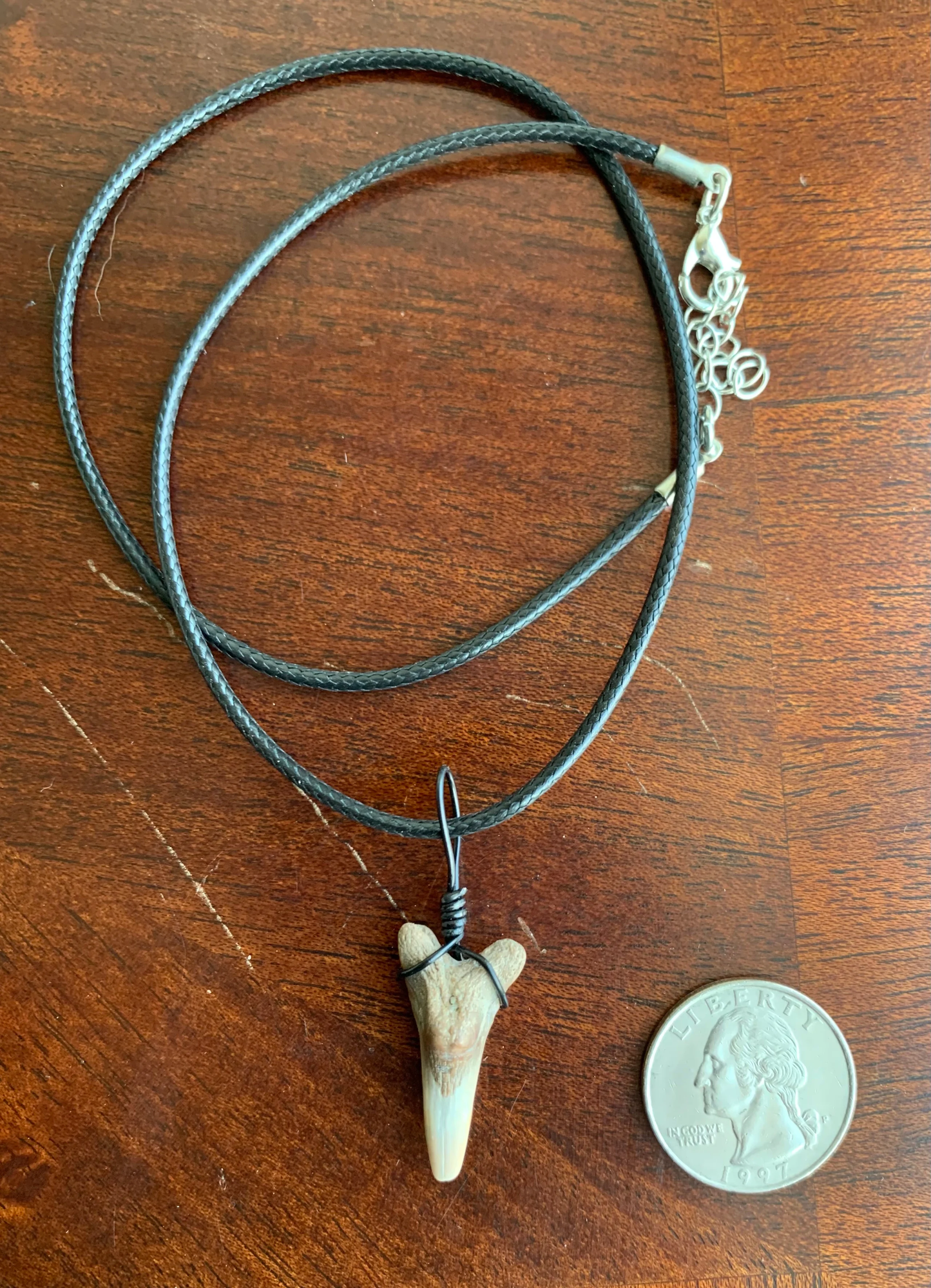 Hemipristis serra shark tooth necklace