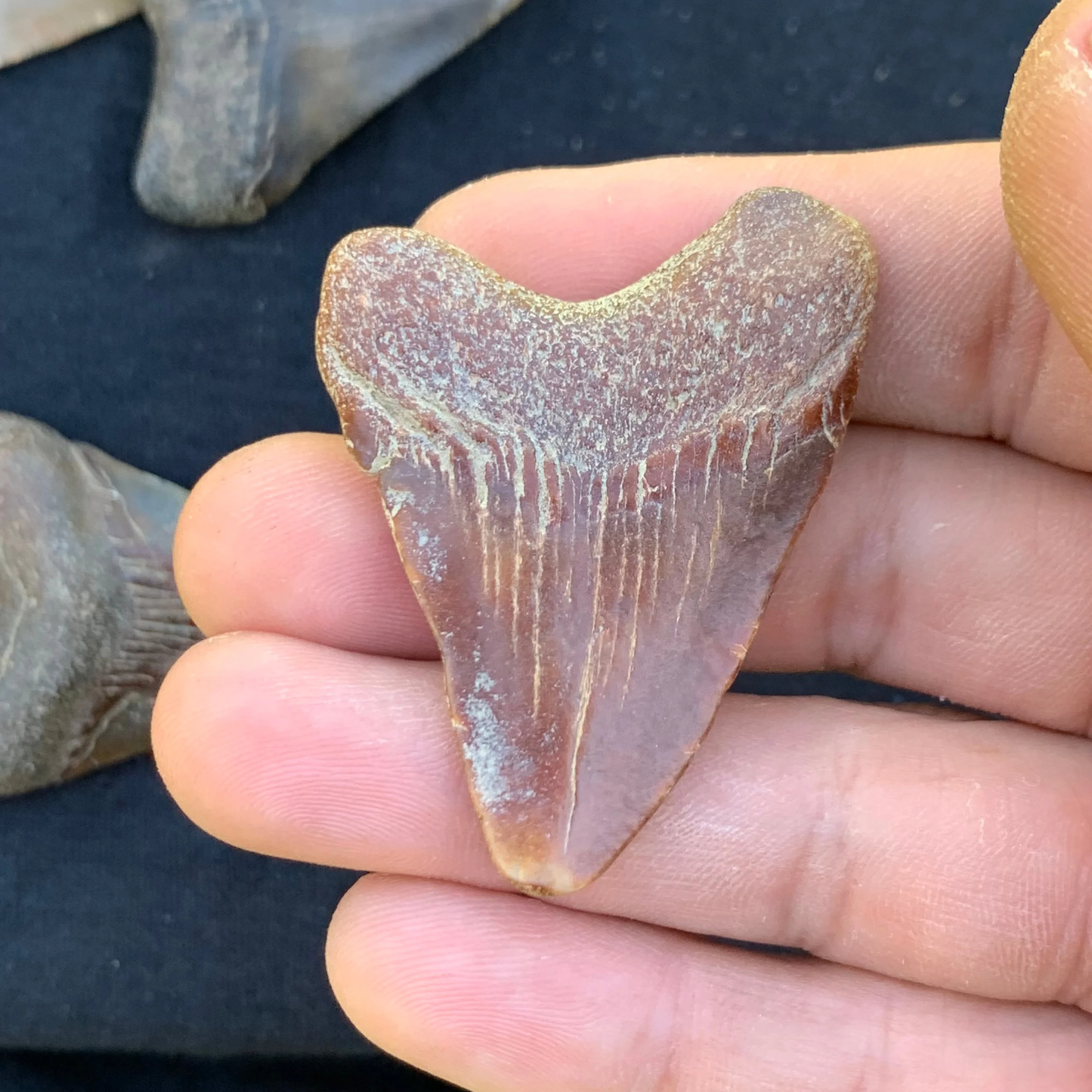 1.99” Otodus Megalodon - Virginia