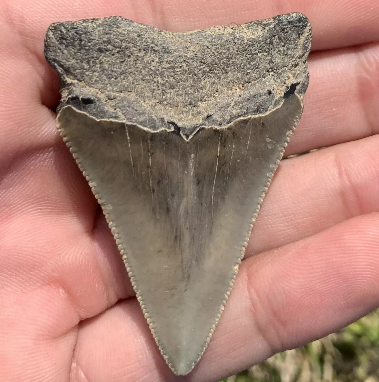 2.16” Otodus Megalodon - Virginia