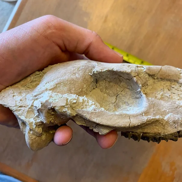 Fossil Horse skull, Mesohippus bairdi skull