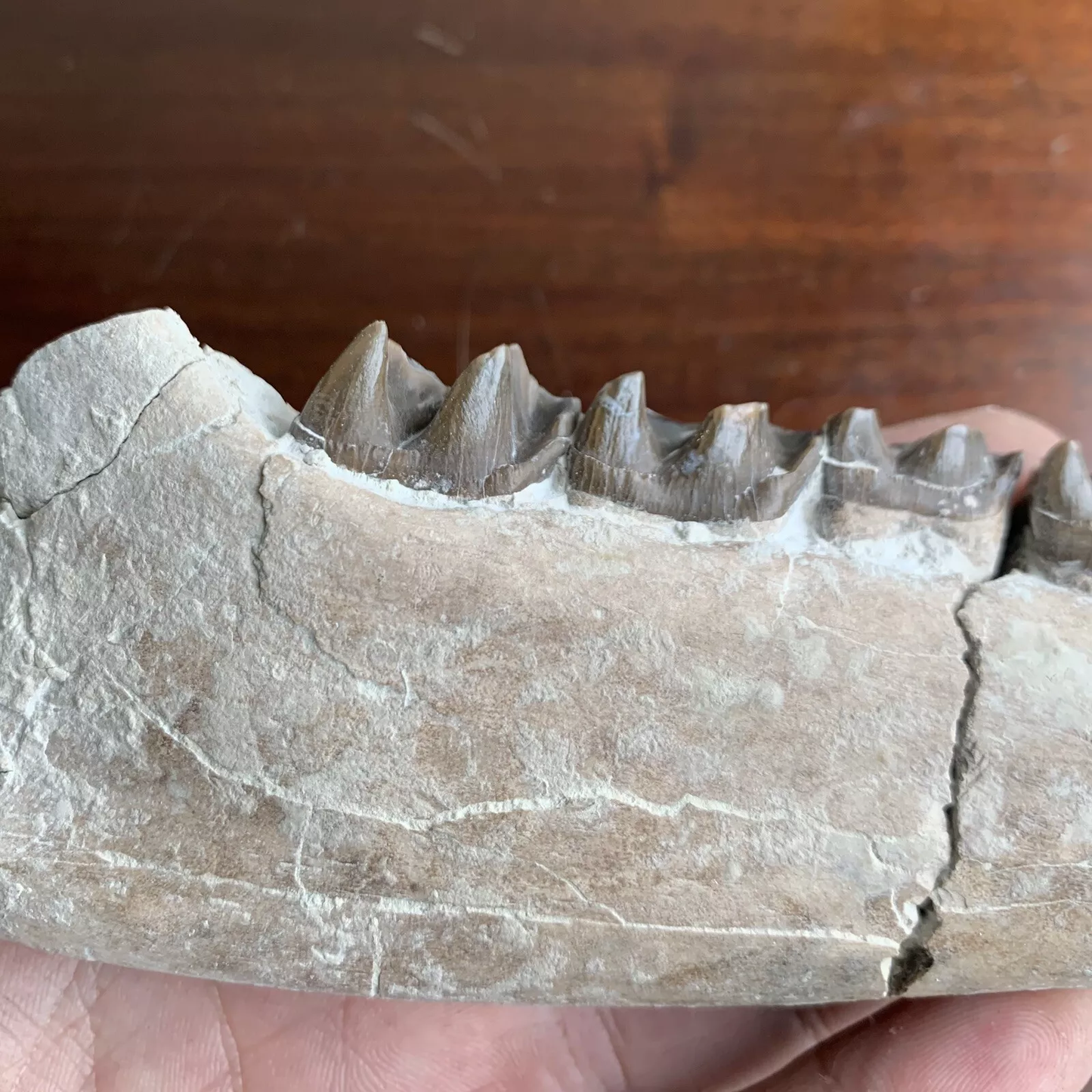 Fossil Rhino Jaw, Subhyracodon White river badlands, Nebraska